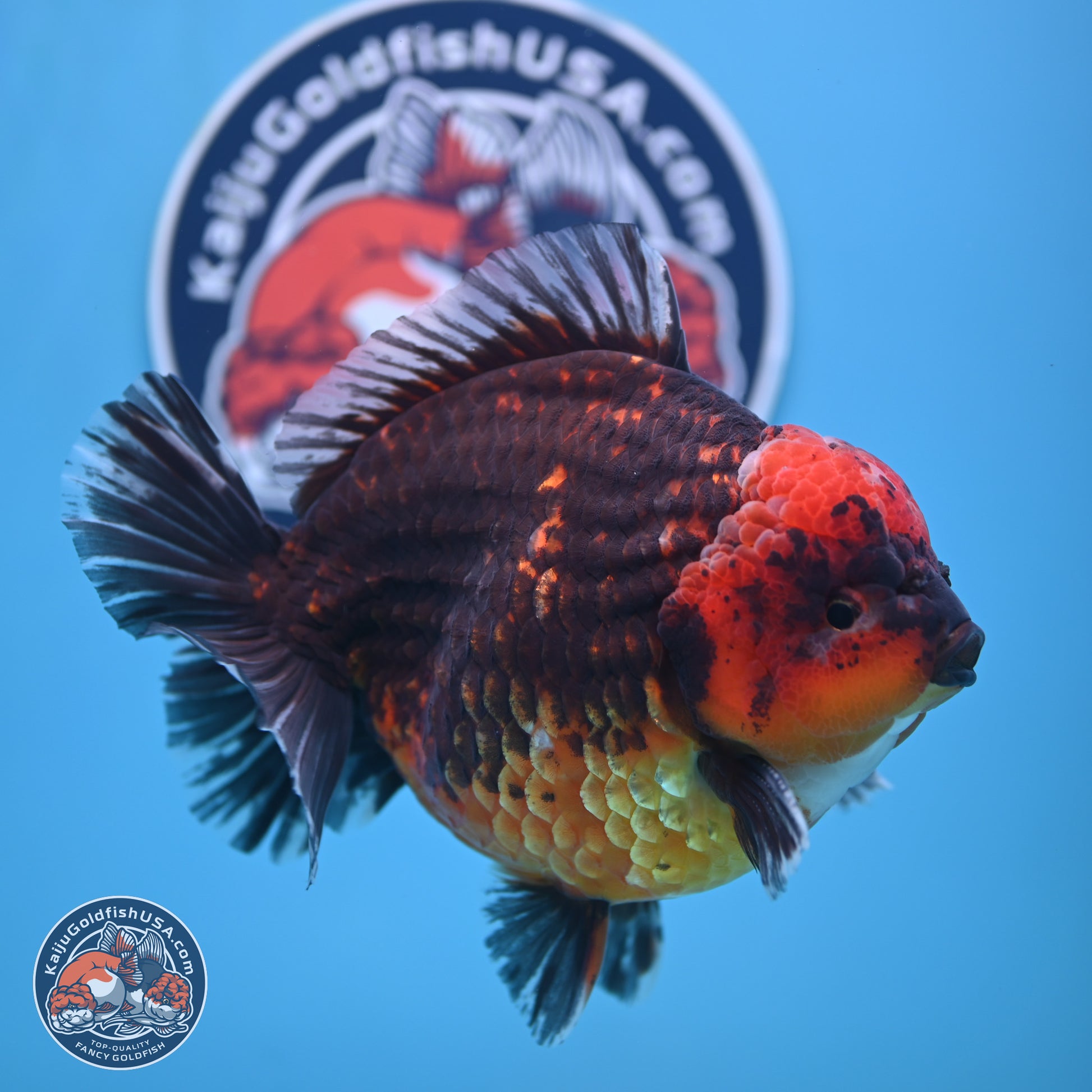 Jumbo Shogun Godzilla Red Kirin Oranda 6-7 inches (241004_OR19) - Kaiju Goldfish USA