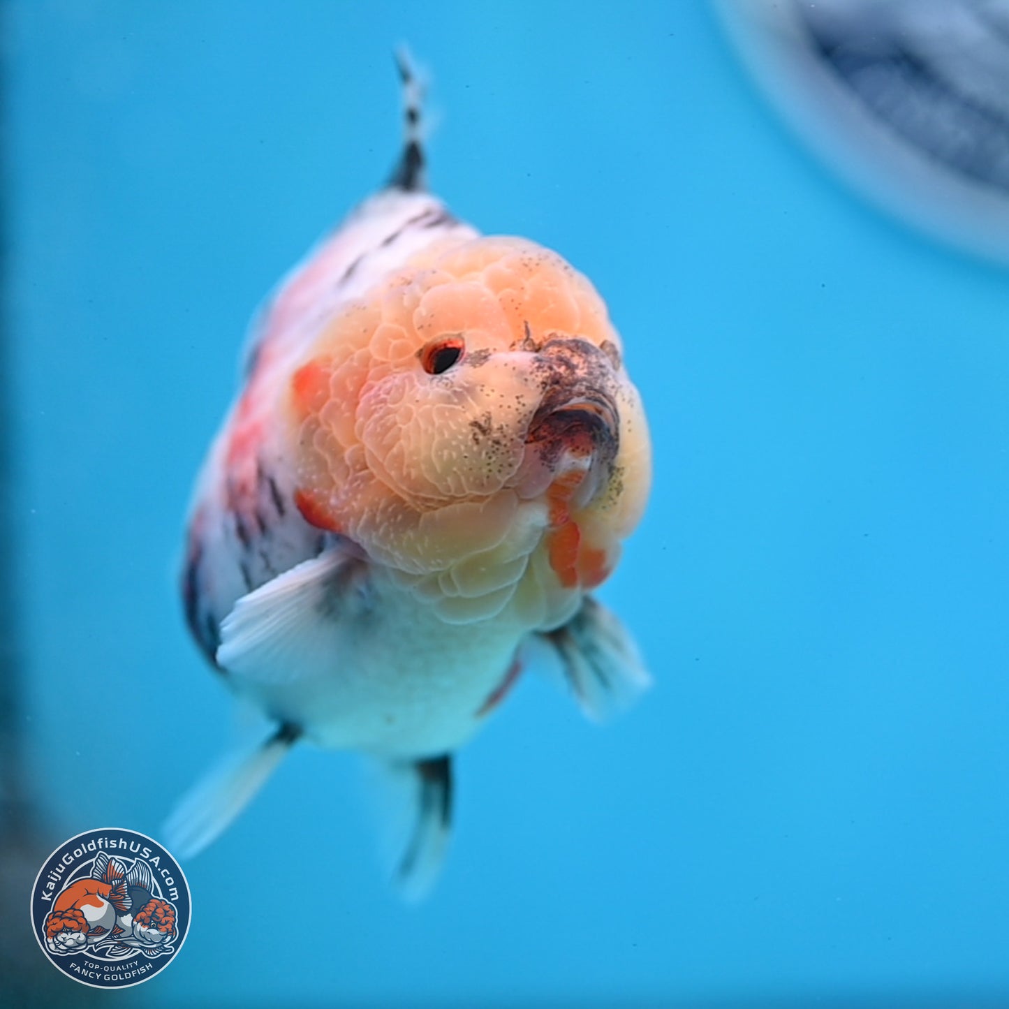 Tricolor Sakura YuanBao Oranda 3 inches Body - Male (250307_OR19)