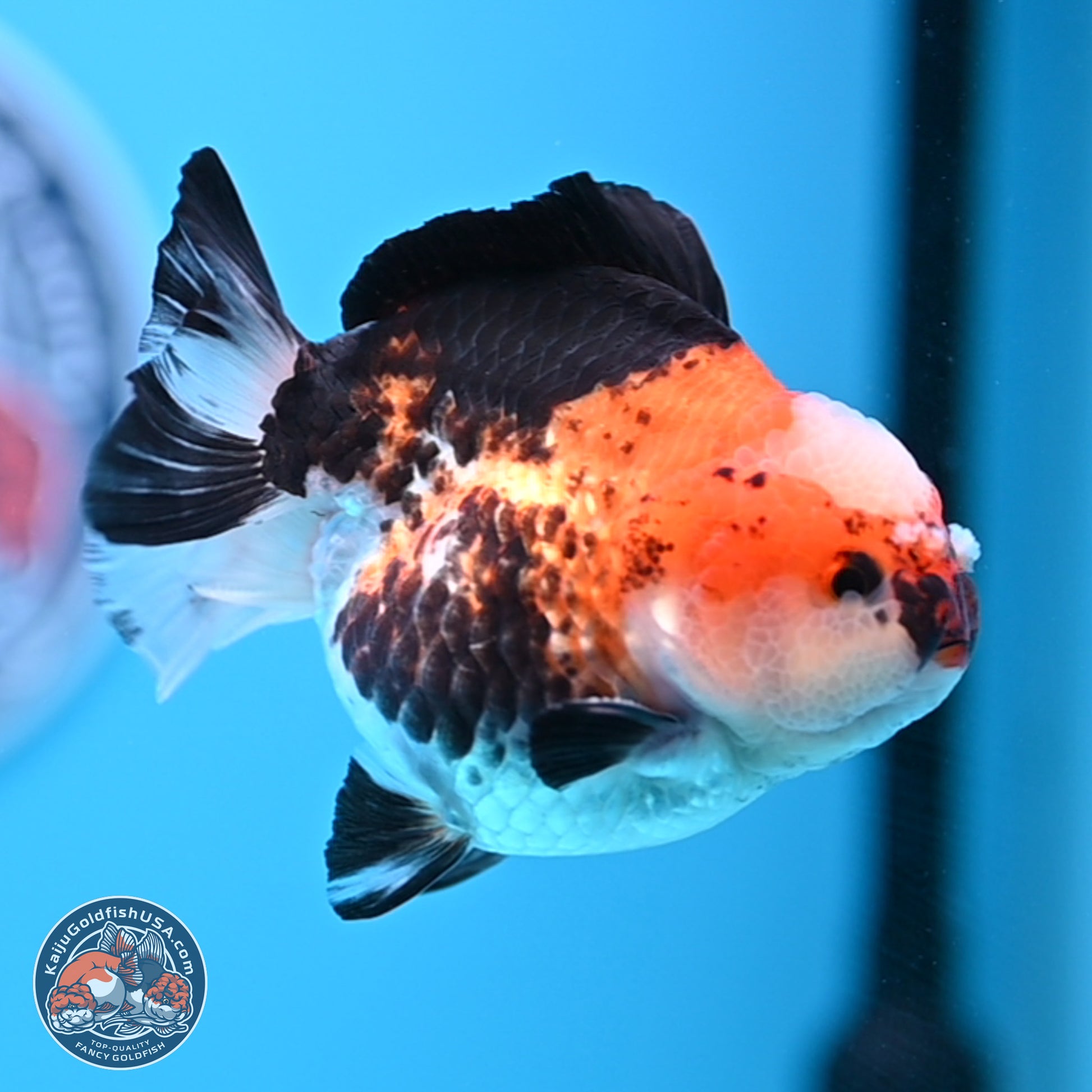 Tricolor Jade Seal YuanBao Oranda 3.5in Body (240816_OR19) - Kaiju Goldfish USA