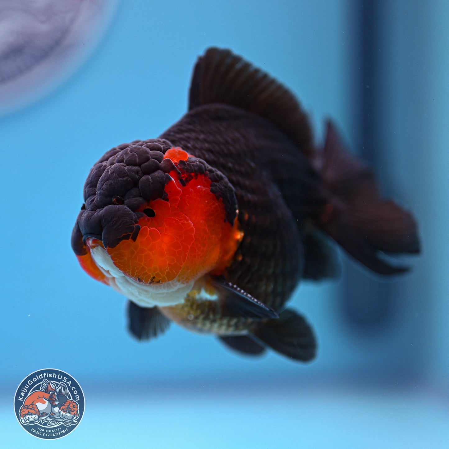 Tricolor Oranda 3.5-4.5 inches (240913_OR19) - Kaiju Goldfish USA