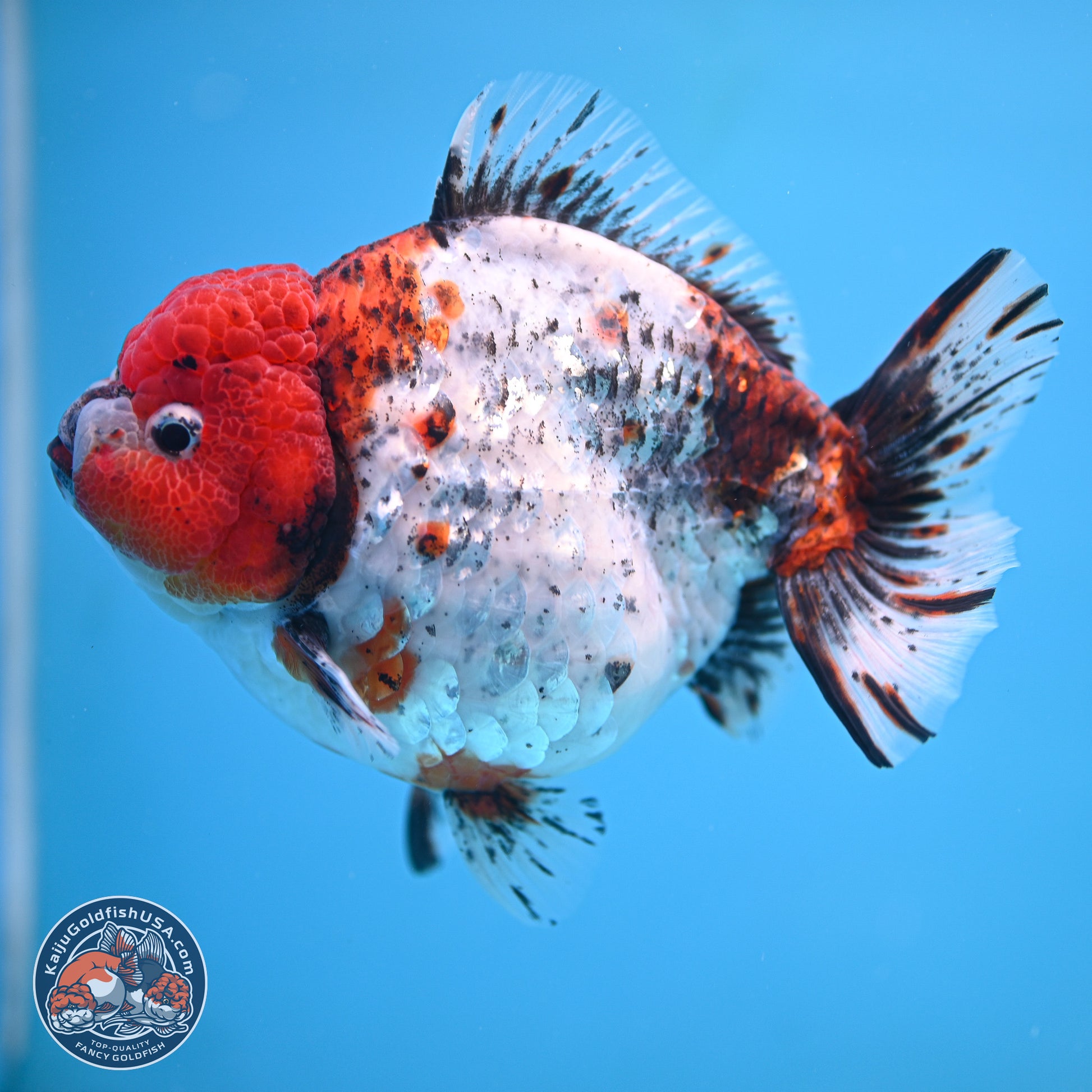 Jumbo Shogun Godzilla Oranda 6.5 inches - Male (241115_OR19) - Kaiju Goldfish USA