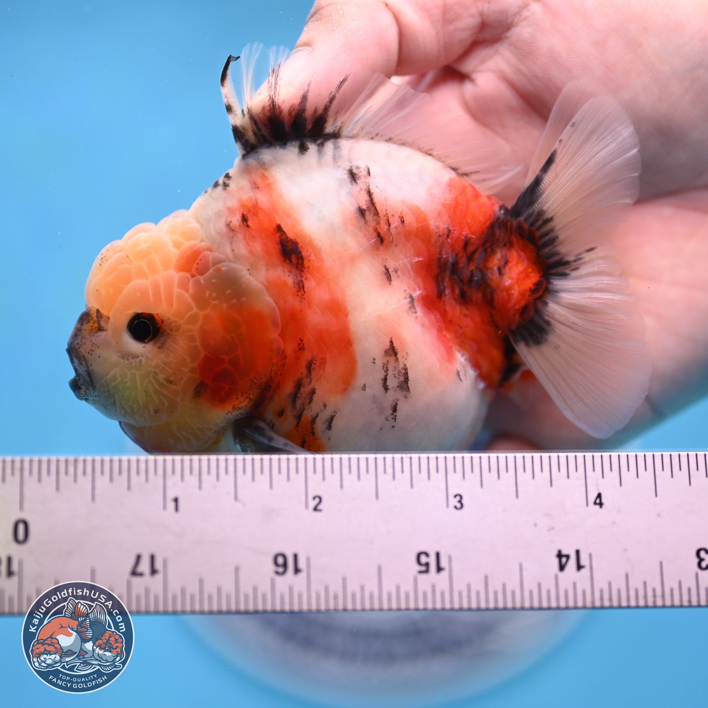 Tricolor Sakura YuanBao Oranda 3 inches Body - Male (250307_OR19)