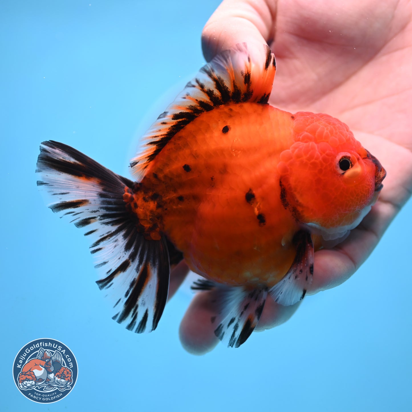 Shogun Tiger Oranda 3.5 inches Body - Male (250207_OR19)