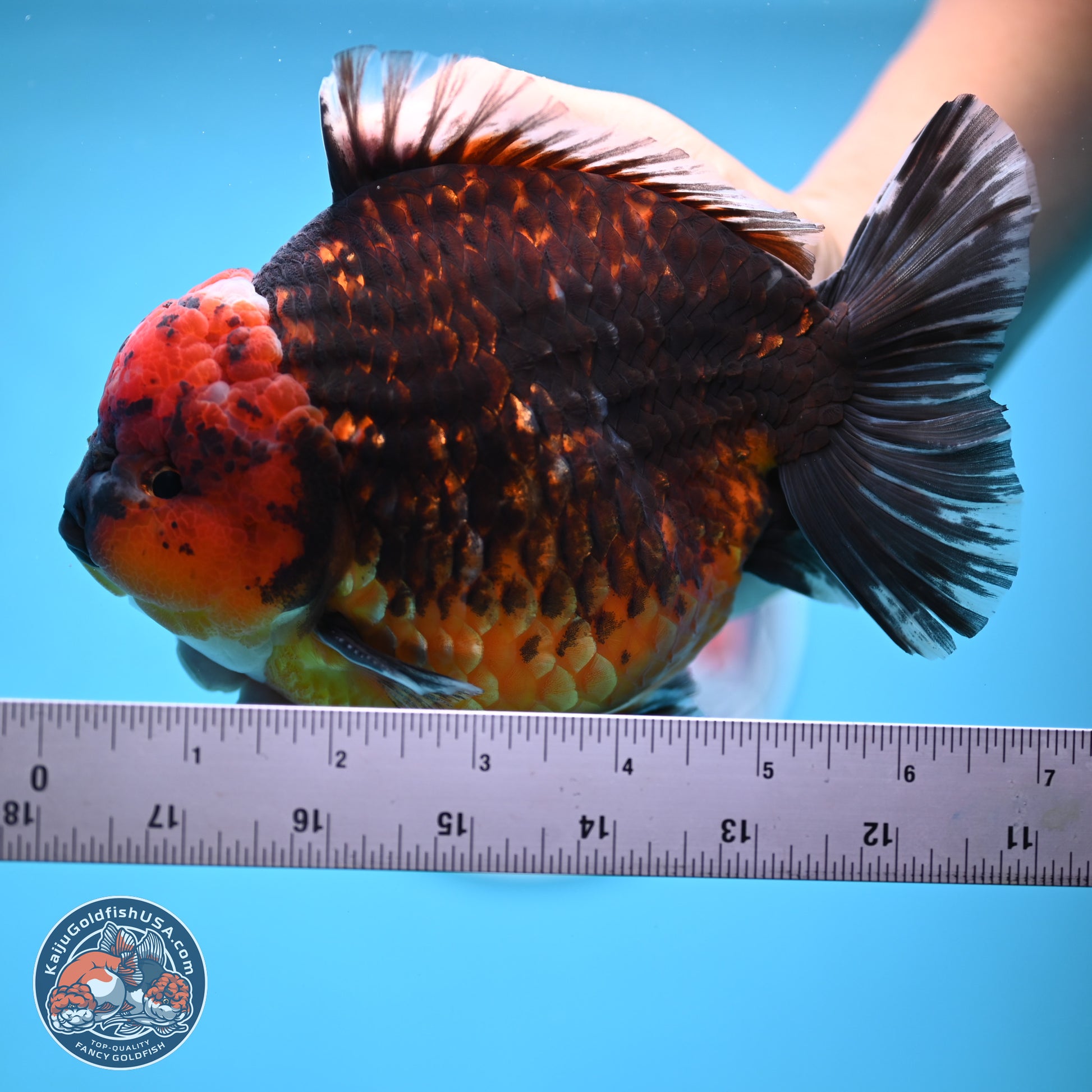 Jumbo Shogun Godzilla Red Kirin Oranda 6-7 inches (241004_OR19) - Kaiju Goldfish USA