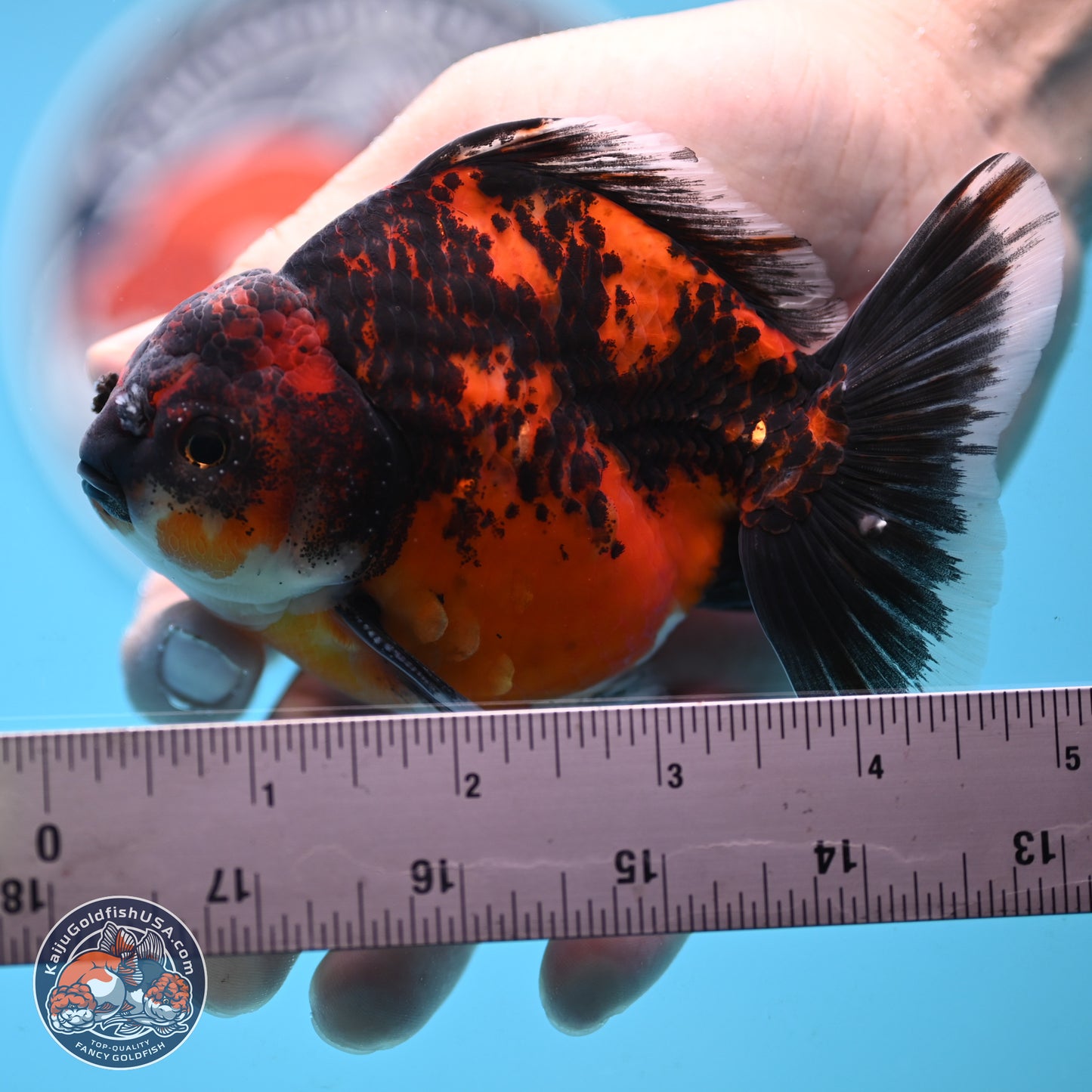 Shogun Red Kirin Oranda 4 inches Body - Male (250131_OR19)