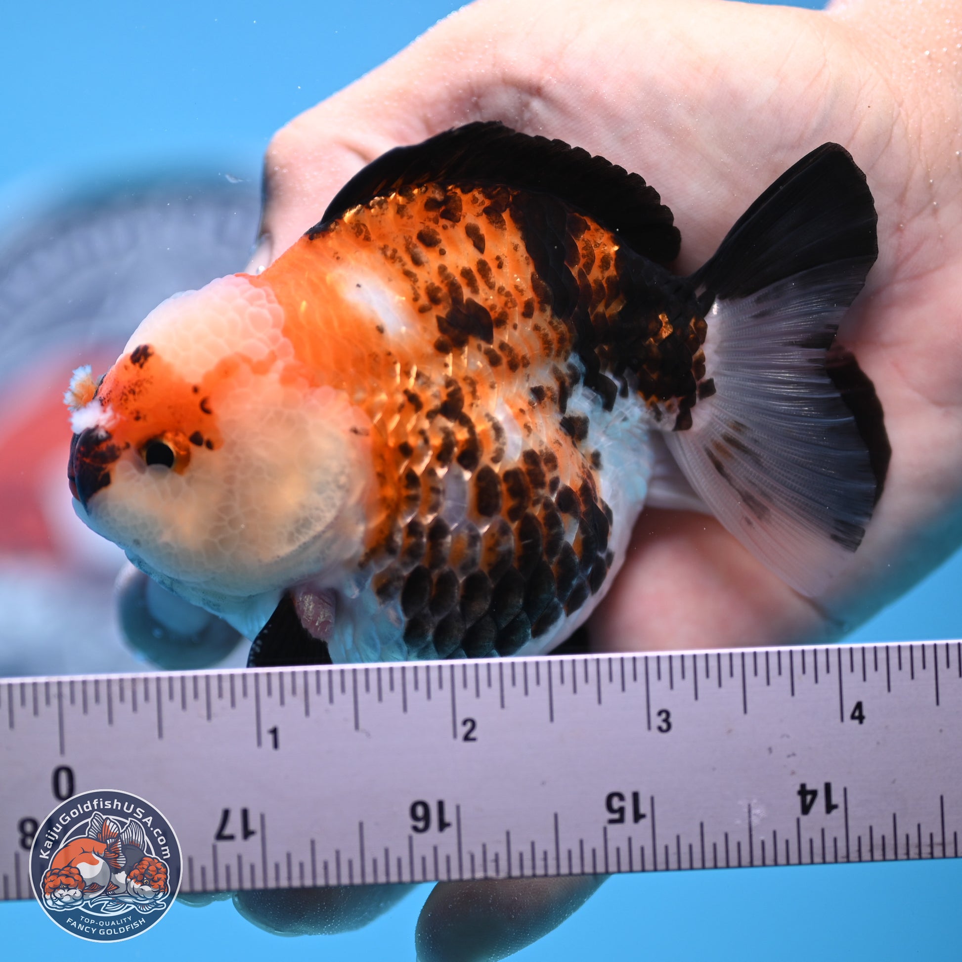 Tricolor Jade Seal YuanBao Oranda 3.5in Body (240816_OR19) - Kaiju Goldfish USA