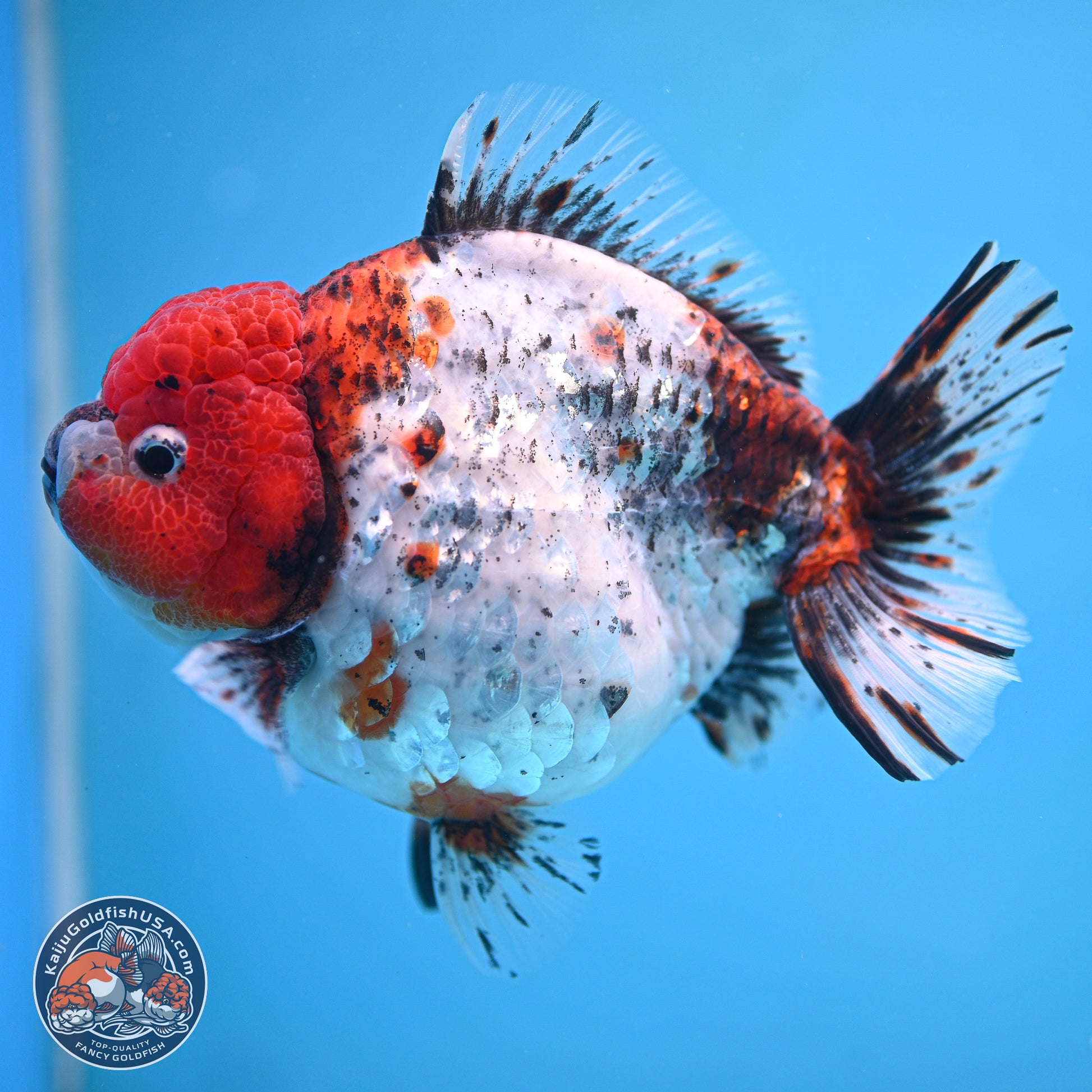 Jumbo Shogun Godzilla Oranda 6.5 inches - Male (241115_OR19) - Kaiju Goldfish USA