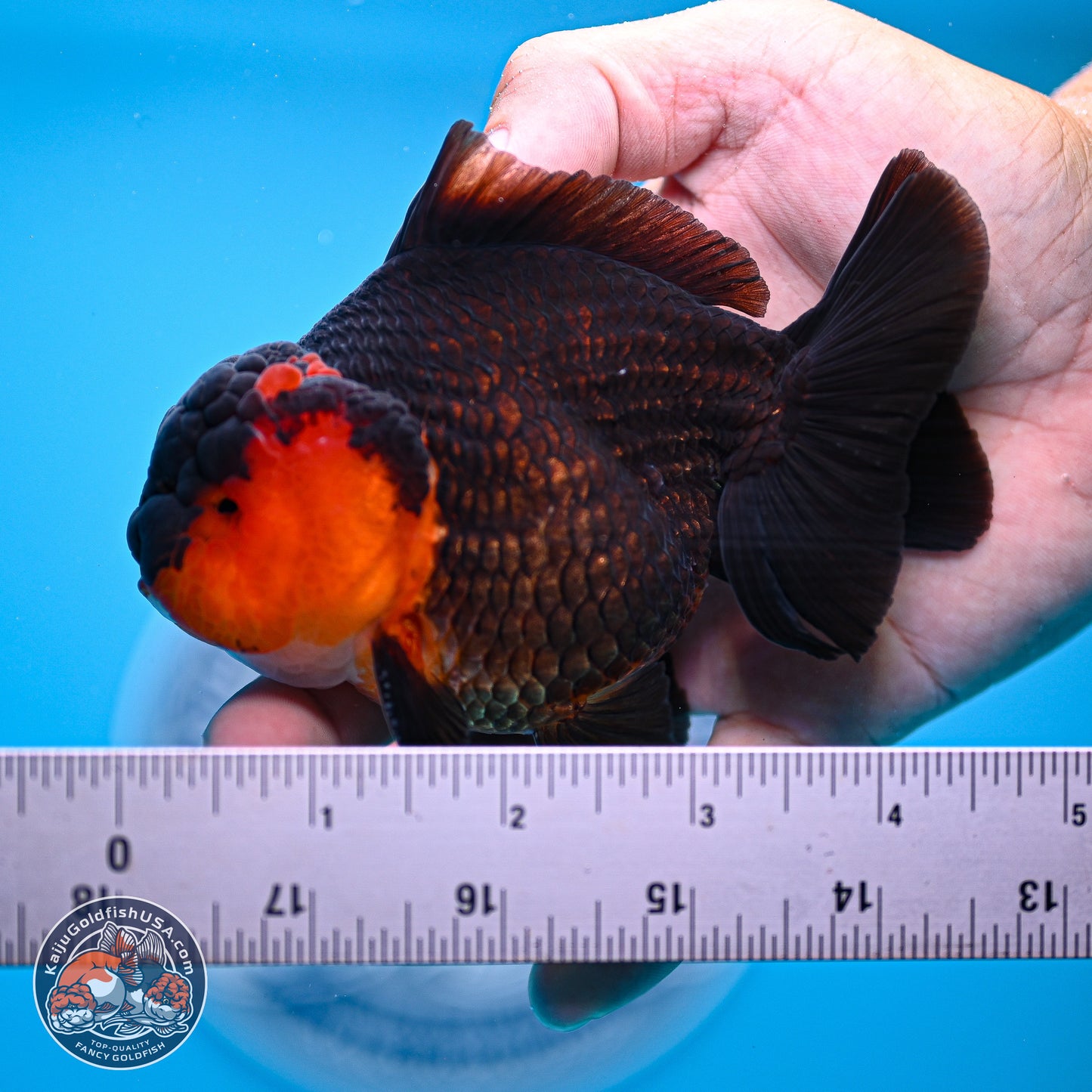 Tricolor Oranda 3.5-4.5 inches (240913_OR19) - Kaiju Goldfish USA