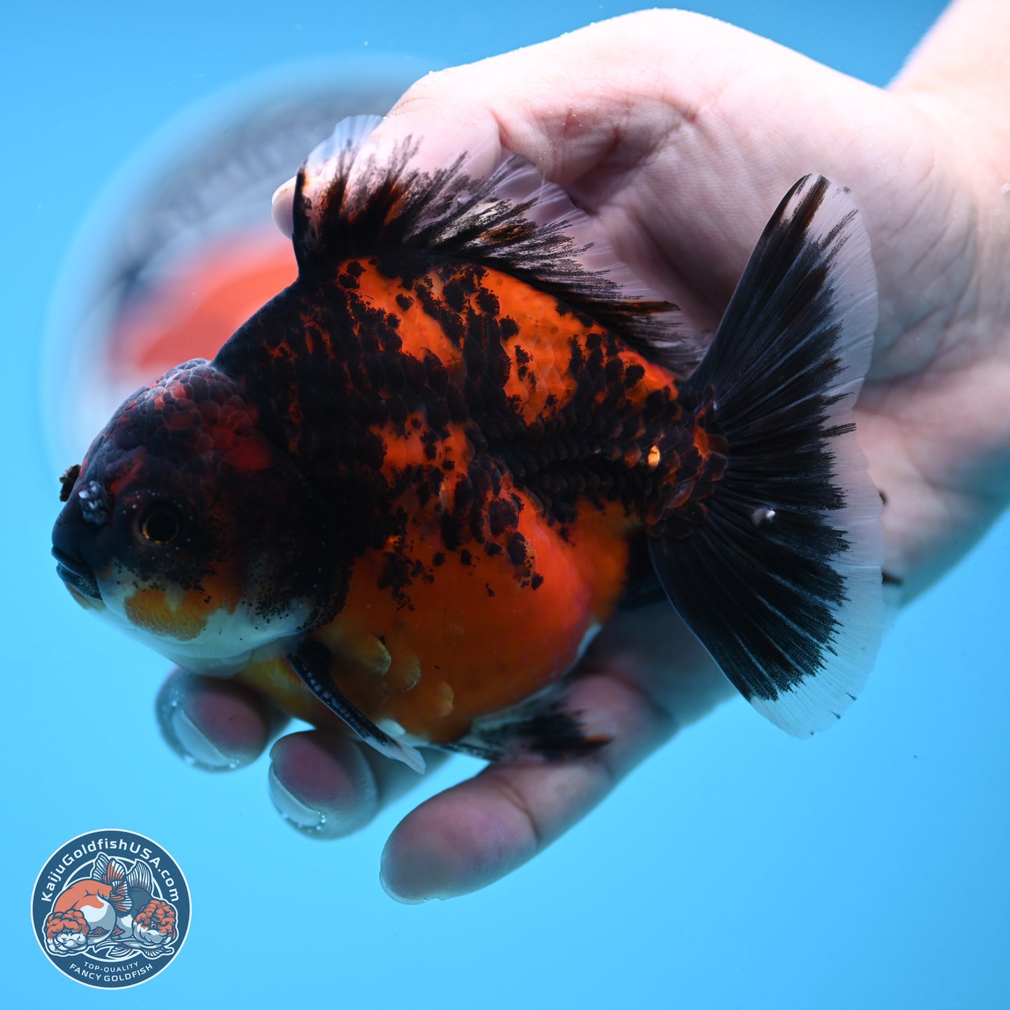 Shogun Red Kirin Oranda 4 inches Body - Male (250131_OR19)