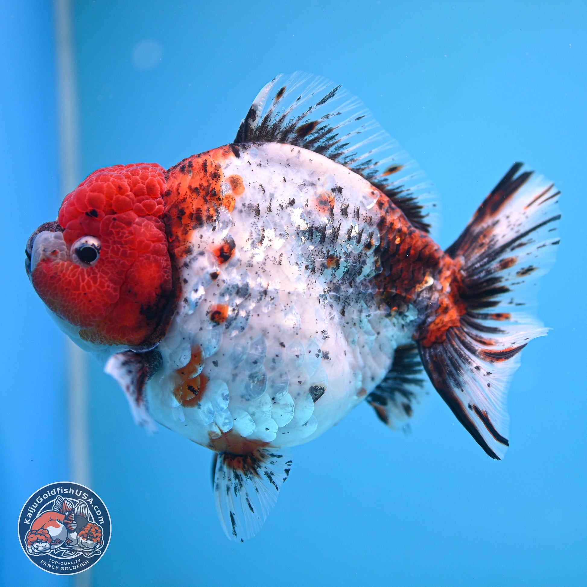 Jumbo Shogun Godzilla Oranda 6.5 inches - Male (241115_OR19) - Kaiju Goldfish USA