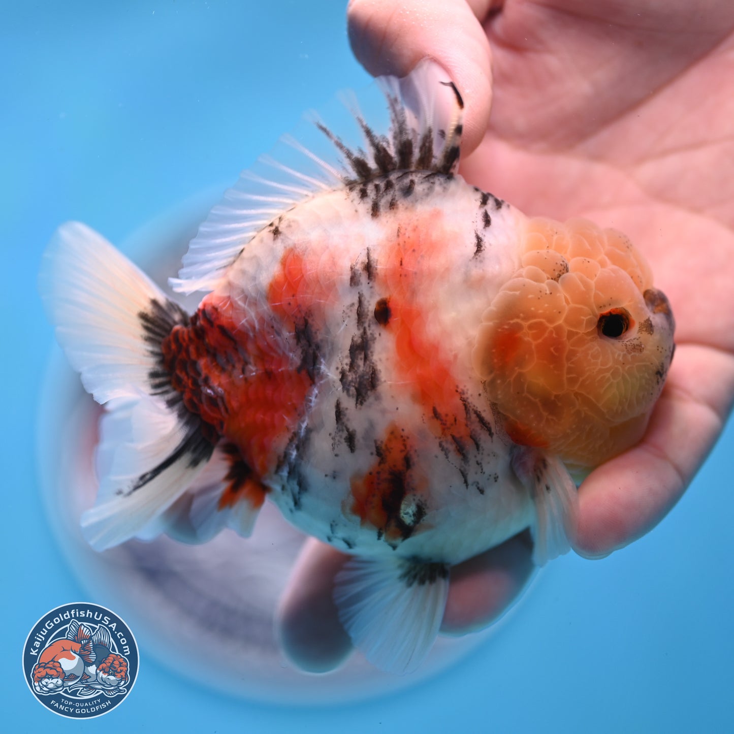 Tricolor Sakura YuanBao Oranda 3 inches Body - Male (250307_OR19)