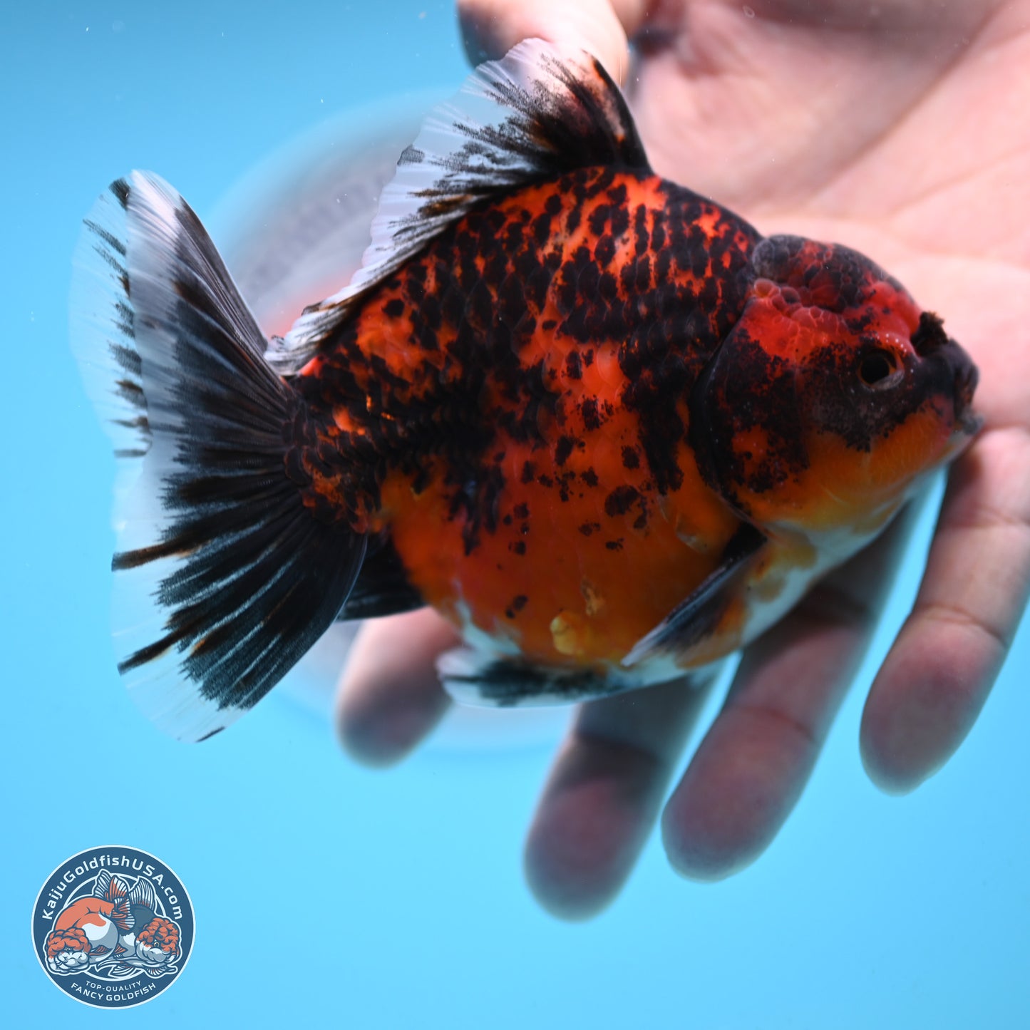 Shogun Red Kirin Oranda 4 inches Body - Male (250131_OR19)