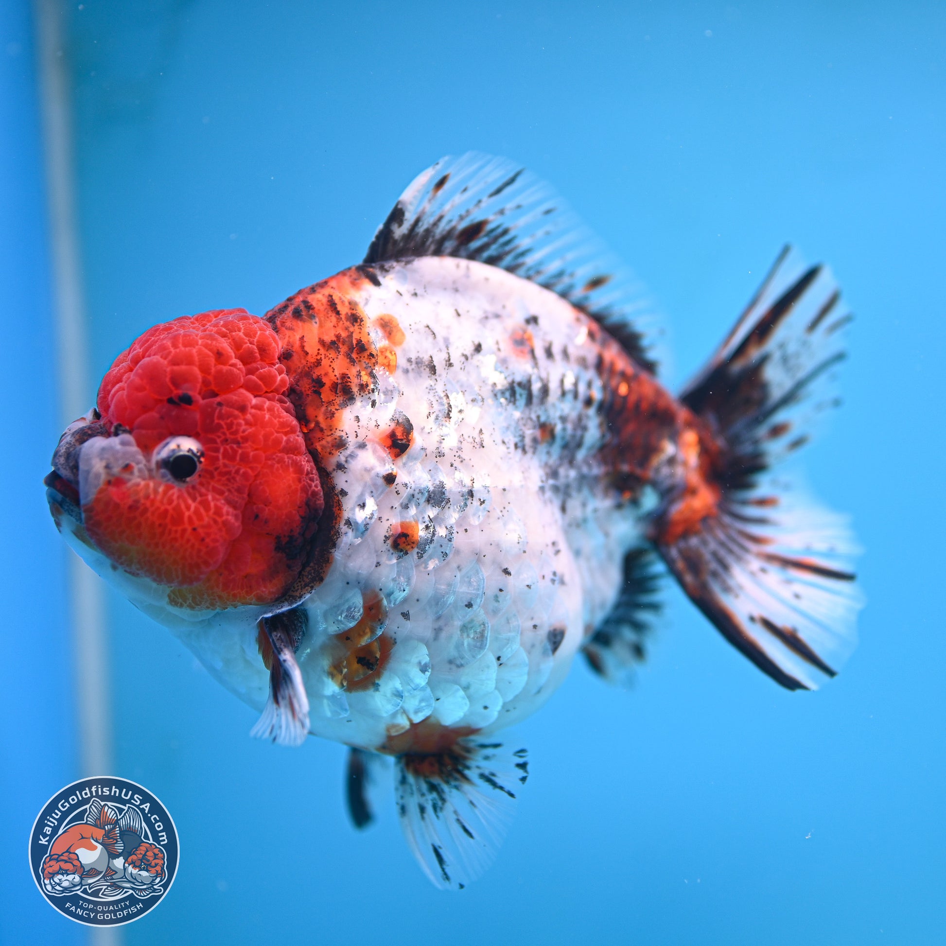 Jumbo Shogun Godzilla Oranda 6.5 inches - Male (241115_OR19) - Kaiju Goldfish USA