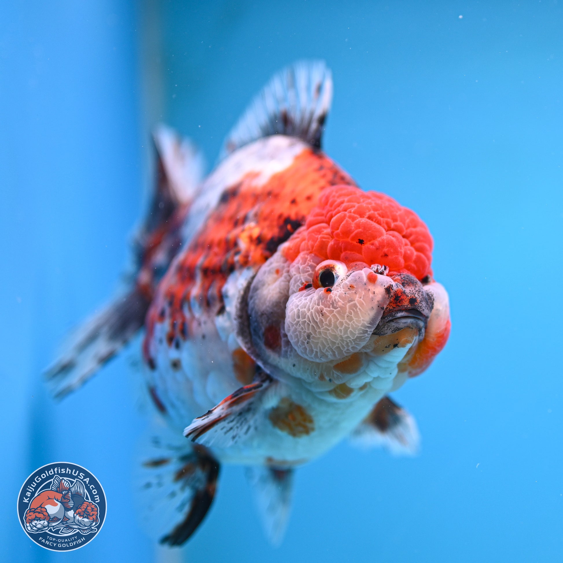 Jumbo Shogun Godzilla Oranda 6.5 inches - Male (241115_OR19) - Kaiju Goldfish USA