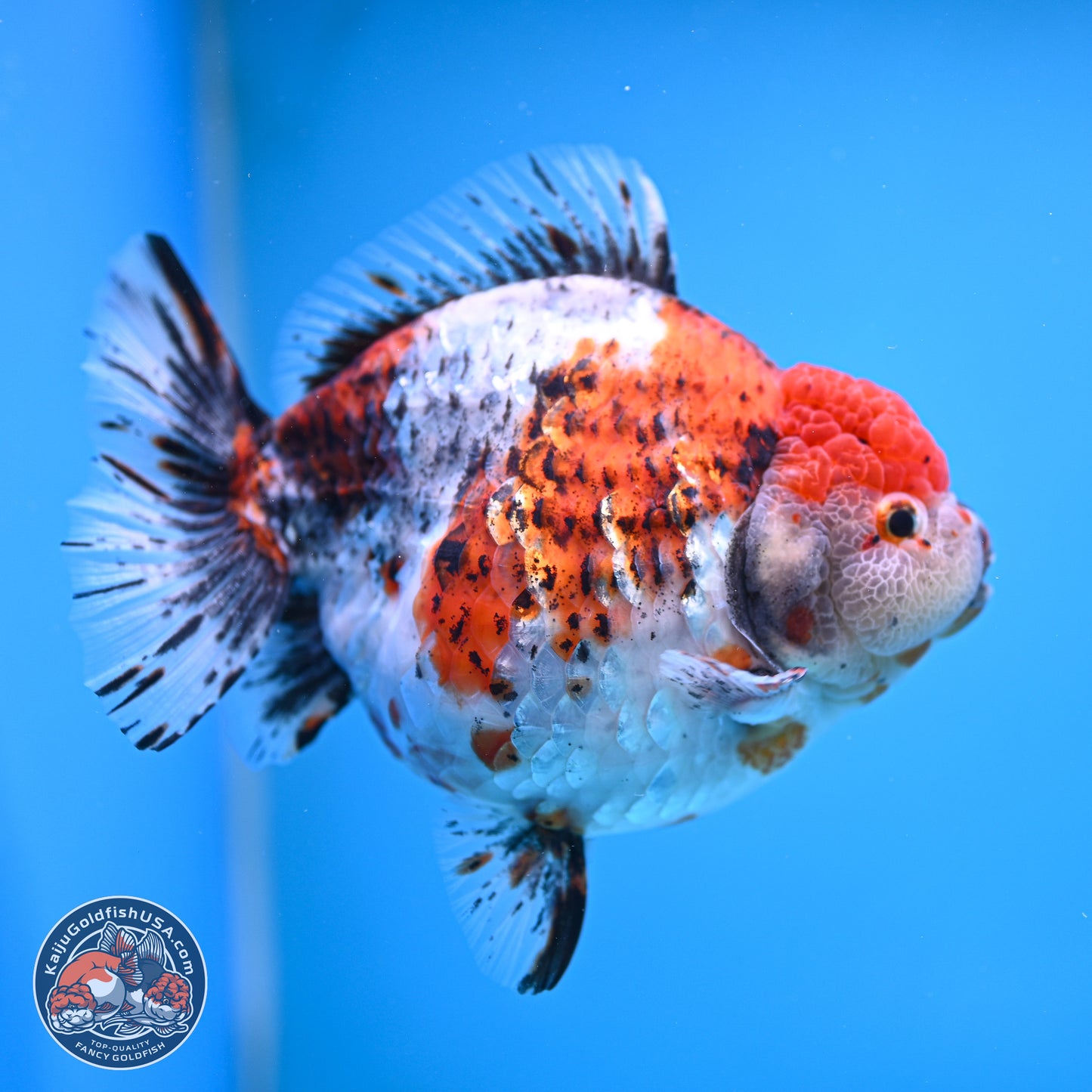 Jumbo Shogun Godzilla Oranda 6.5 inches - Male (241115_OR19) - Kaiju Goldfish USA