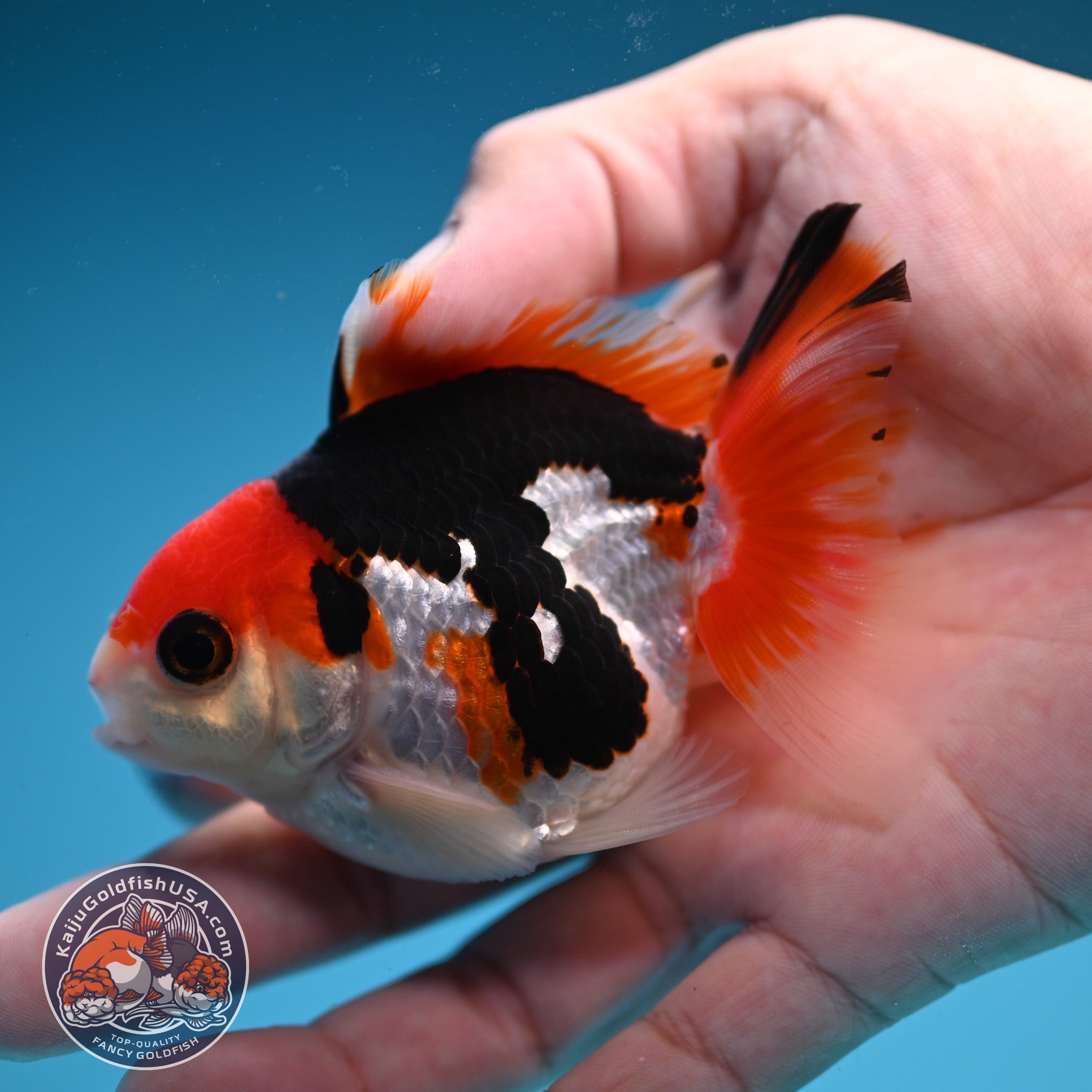 3 Inch Goldfish Ticolor Oranda 3 inch Body (250822_OR19) – Kaiju Goldfish USA