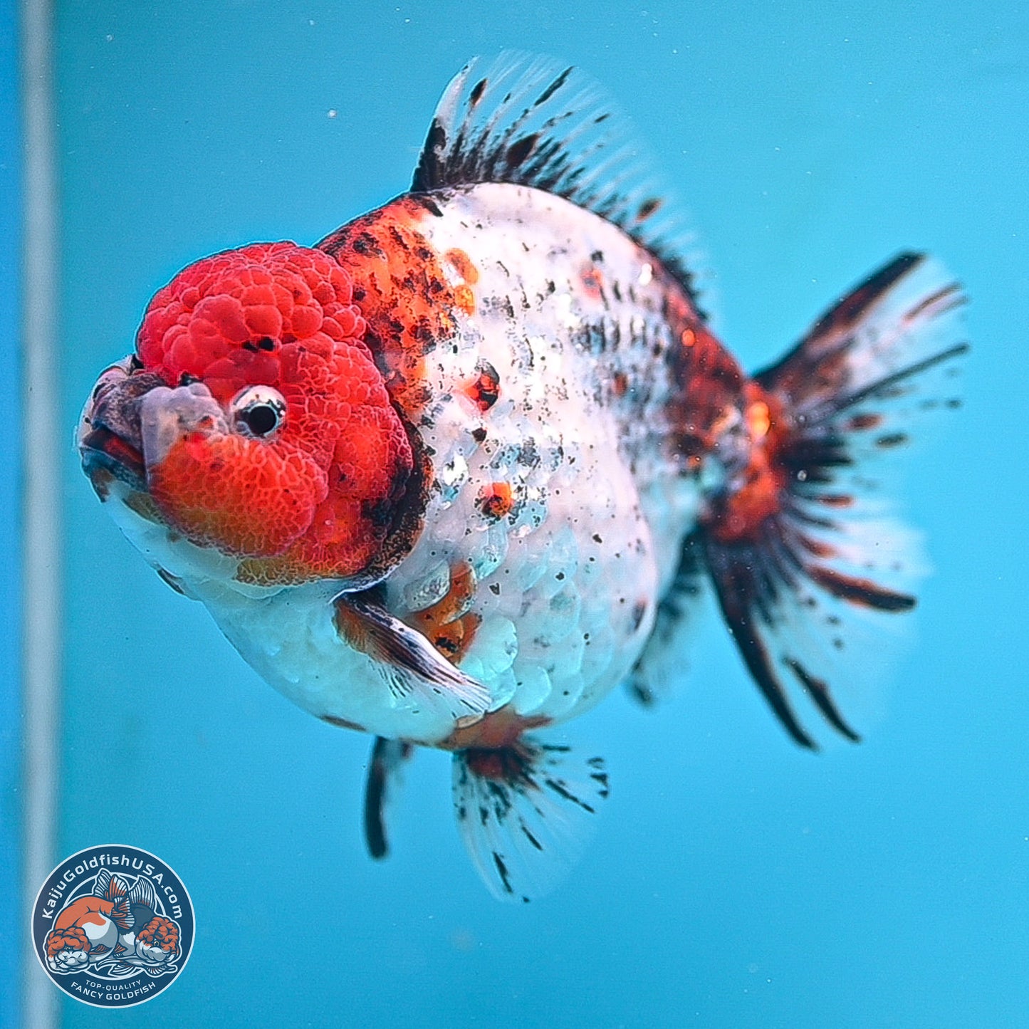 Jumbo Shogun Godzilla Oranda 6.5 inches - Male (241115_OR19) - Kaiju Goldfish USA