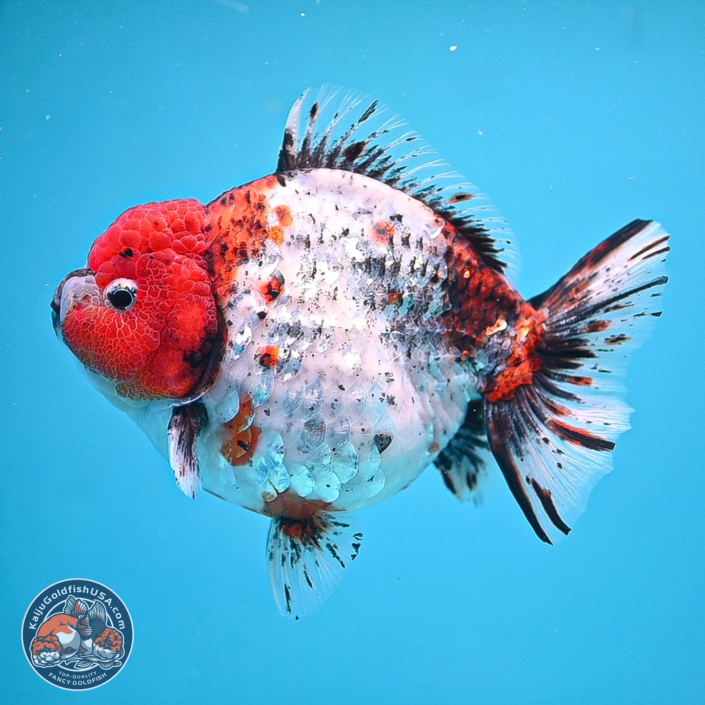 Jumbo Shogun Godzilla Oranda 6.5 inches - Male (241115_OR19) - Kaiju Goldfish USA