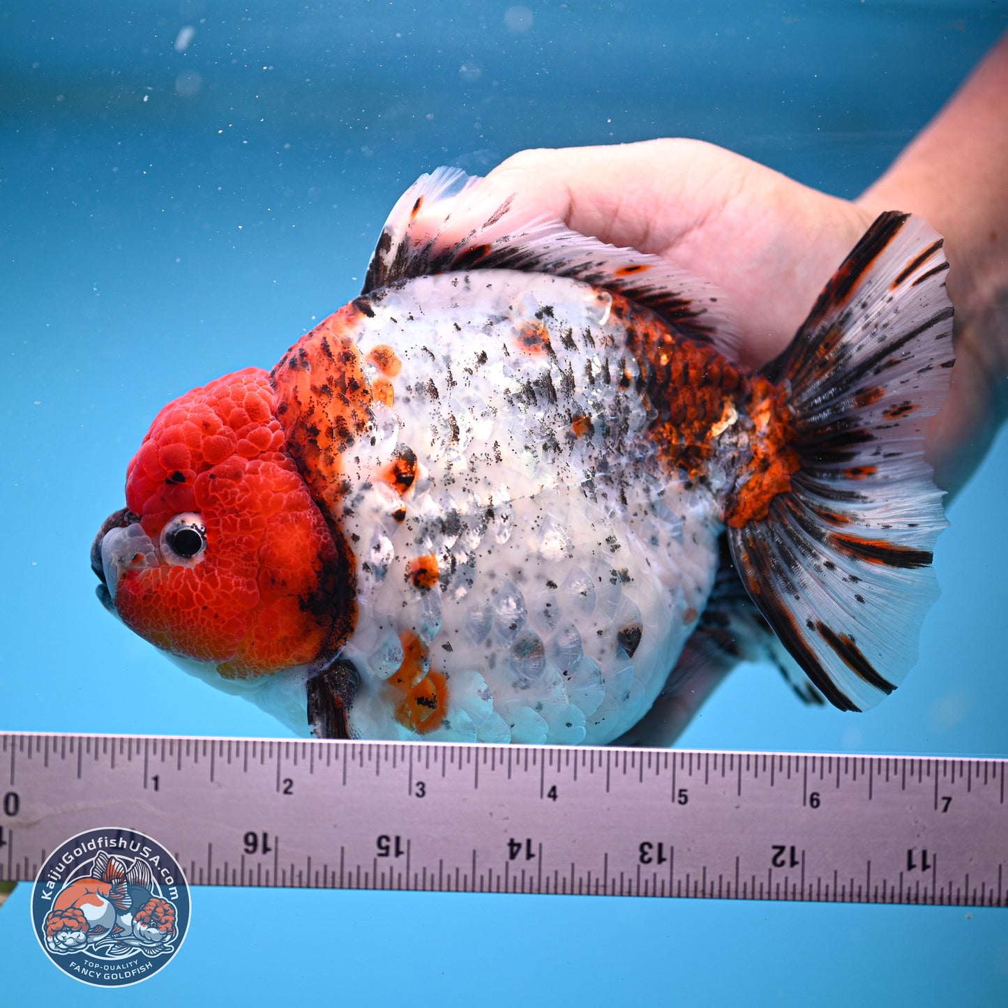 Jumbo Shogun Godzilla Oranda 6.5 inches - Male (241115_OR19) - Kaiju Goldfish USA