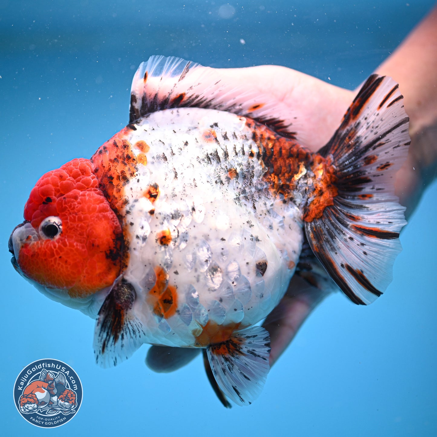 Jumbo Shogun Godzilla Oranda 6.5 inches - Male (241115_OR19) - Kaiju Goldfish USA