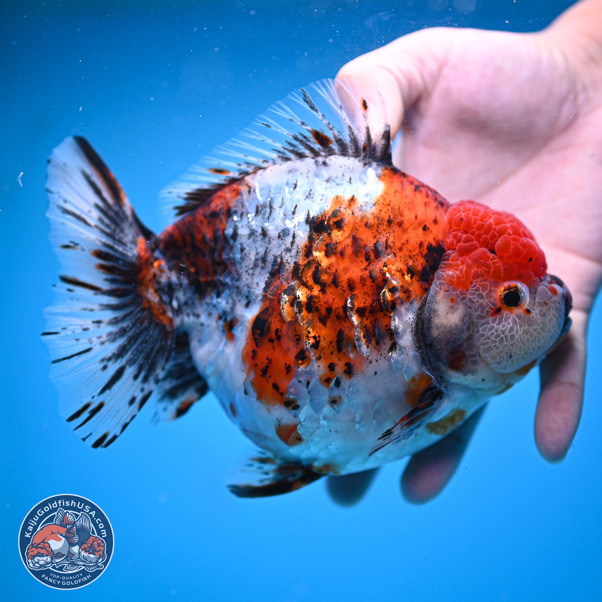 Jumbo Shogun Godzilla Oranda 6.5 inches - Male (241115_OR19) - Kaiju Goldfish USA