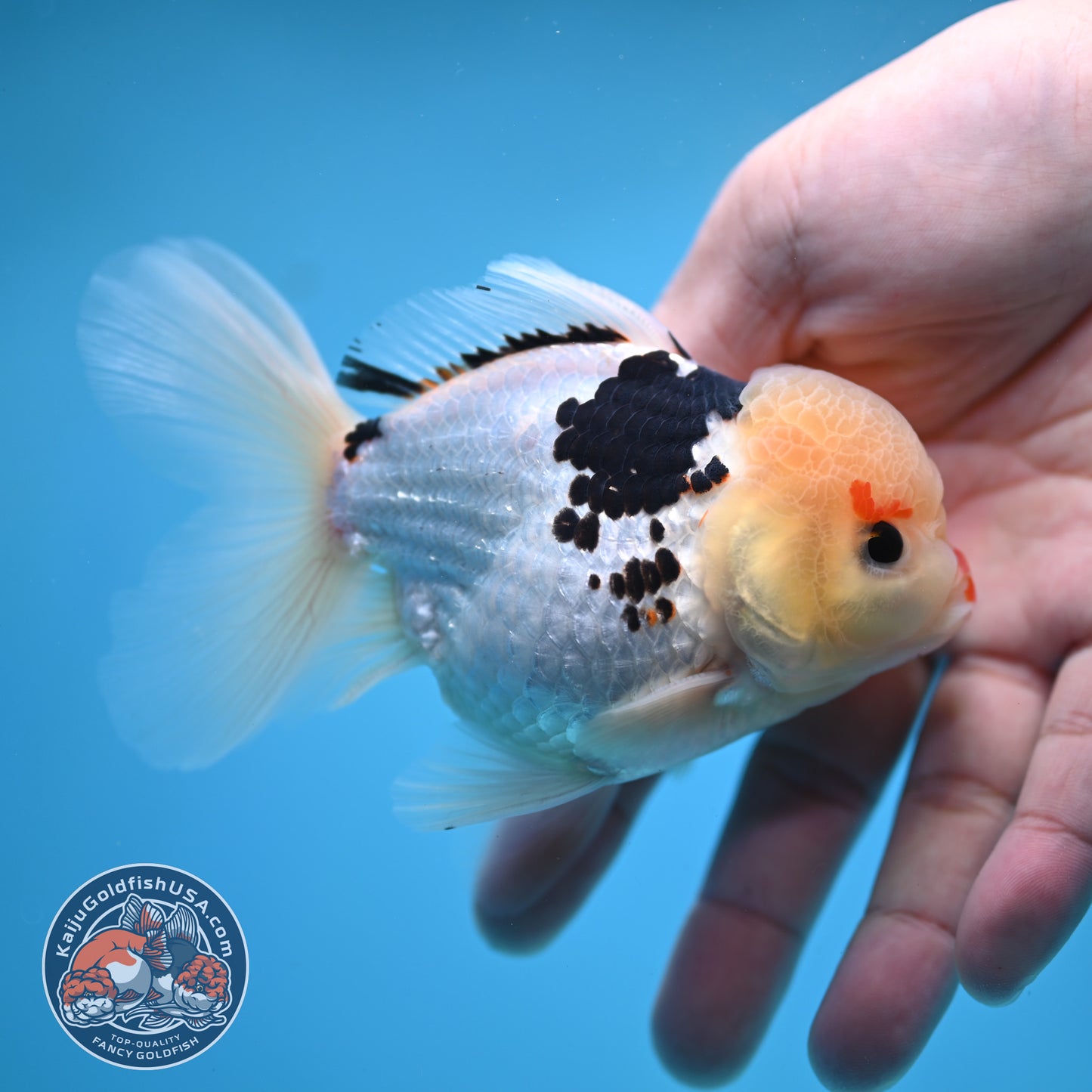 Tricolor Oranda 3.5 inch Body (250613_OR19)