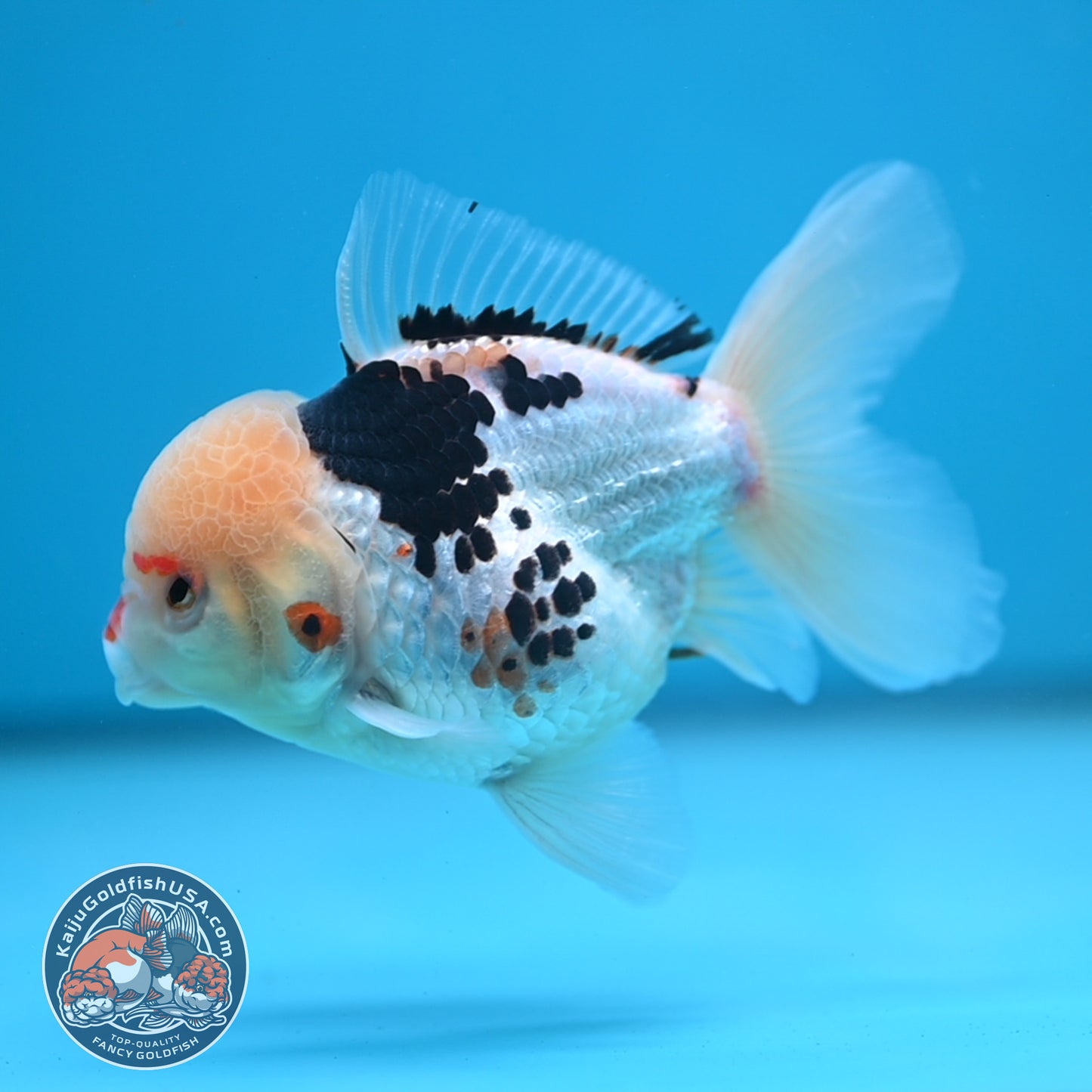 Tricolor Oranda 3.5 inch Body (250613_OR19)