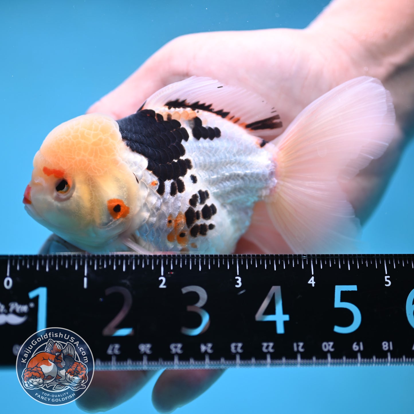 Tricolor Oranda 3.5 inch Body (250613_OR19)