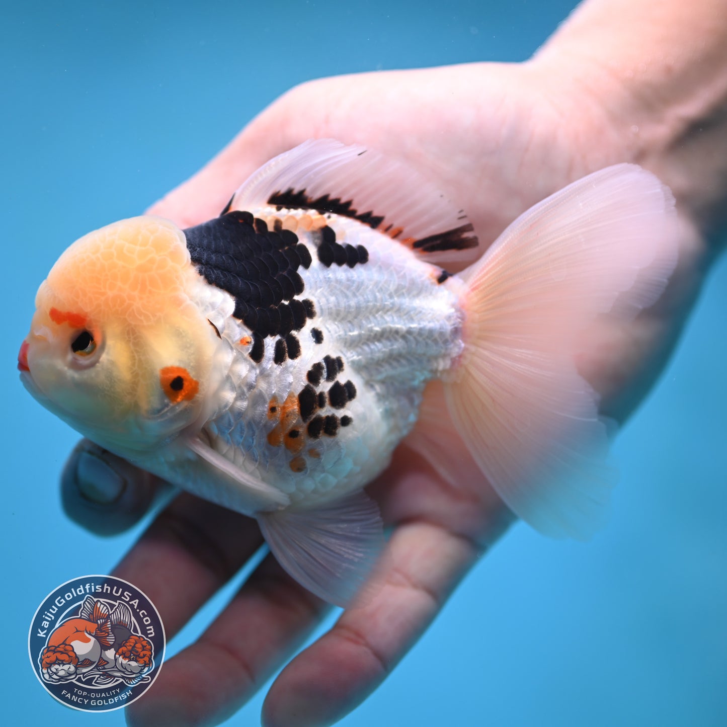 Tricolor Oranda 3.5 inch Body (250613_OR19)