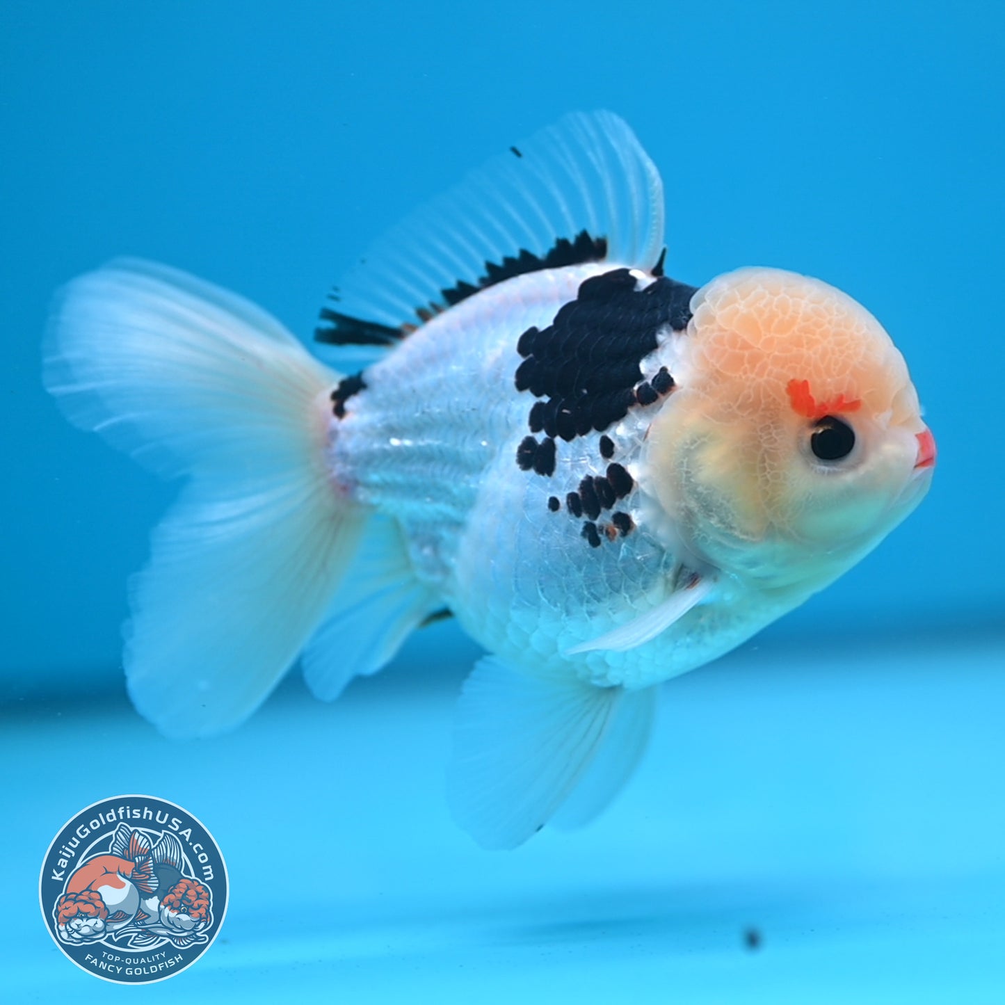 Tricolor Oranda 3.5 inch Body (250613_OR19)