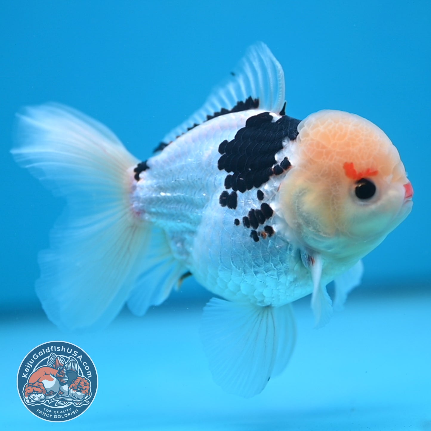Tricolor Oranda 3.5 inch Body (250613_OR19)