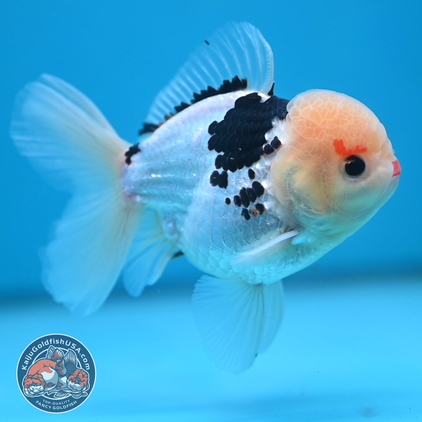 Tricolor Oranda 3.5 inch Body (250613_OR19)