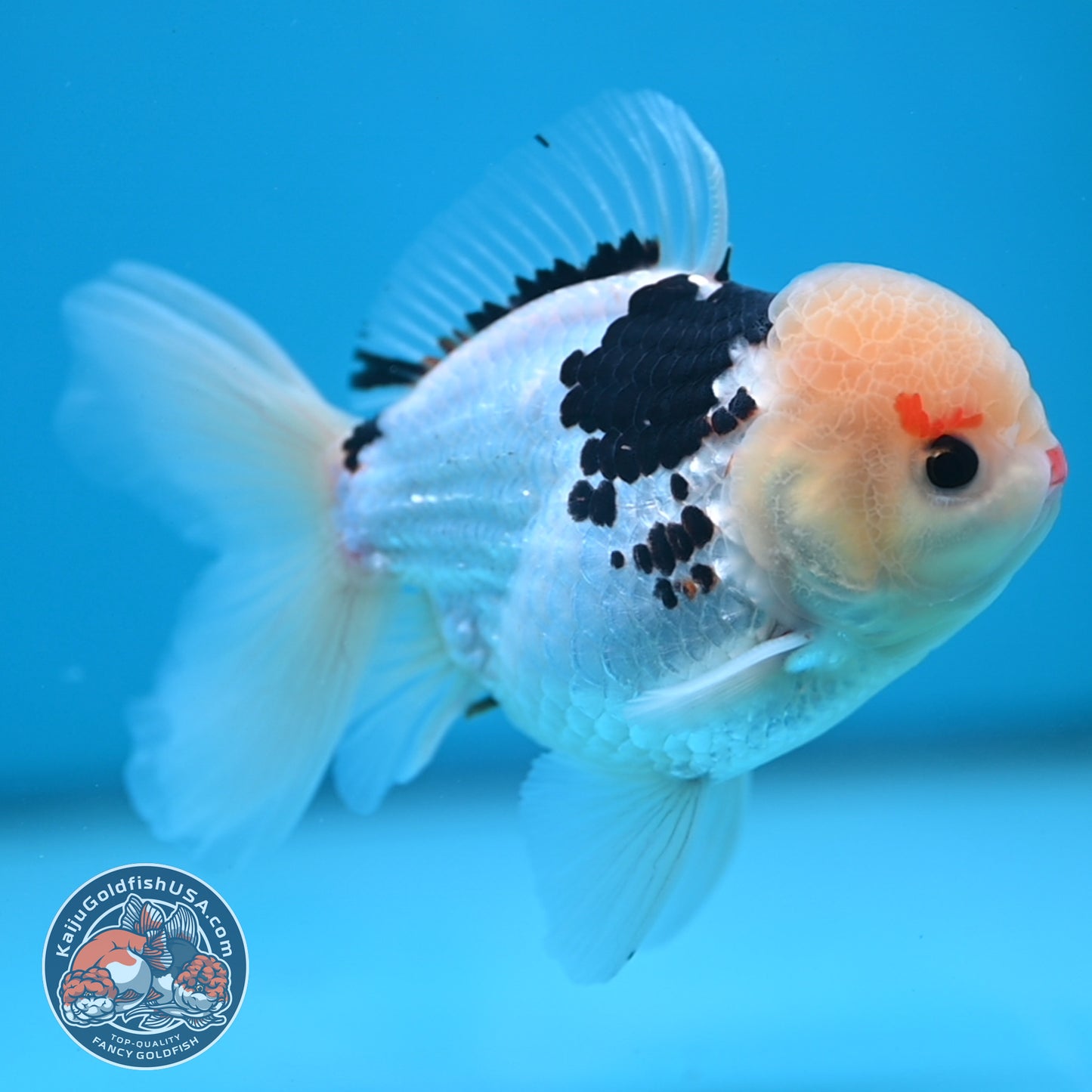 Tricolor Oranda 3.5 inch Body (250613_OR19)