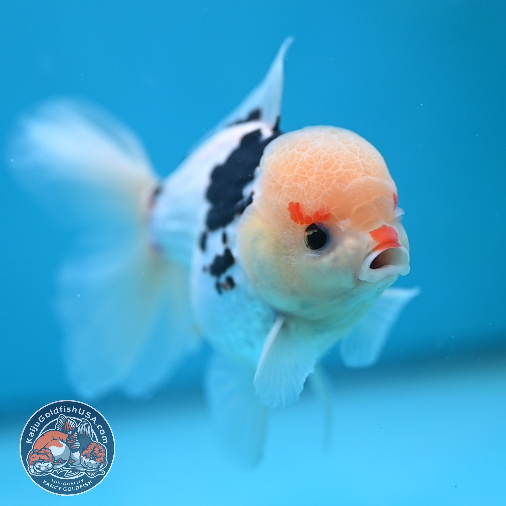3 Inch Goldfish Tricolor Oranda 3.5 inch Body (250613_OR19) – Kaiju Goldfish USA