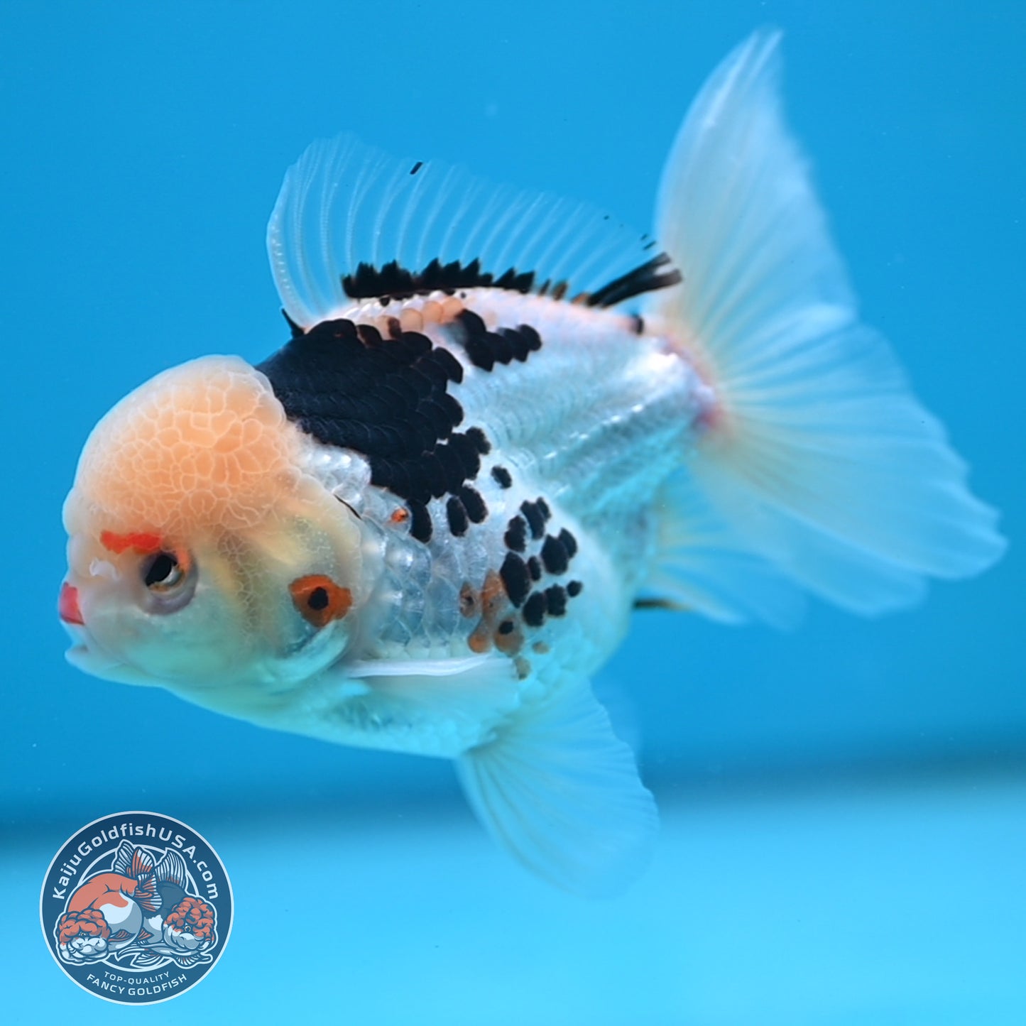 Tricolor Oranda 3.5 inch Body (250613_OR19)