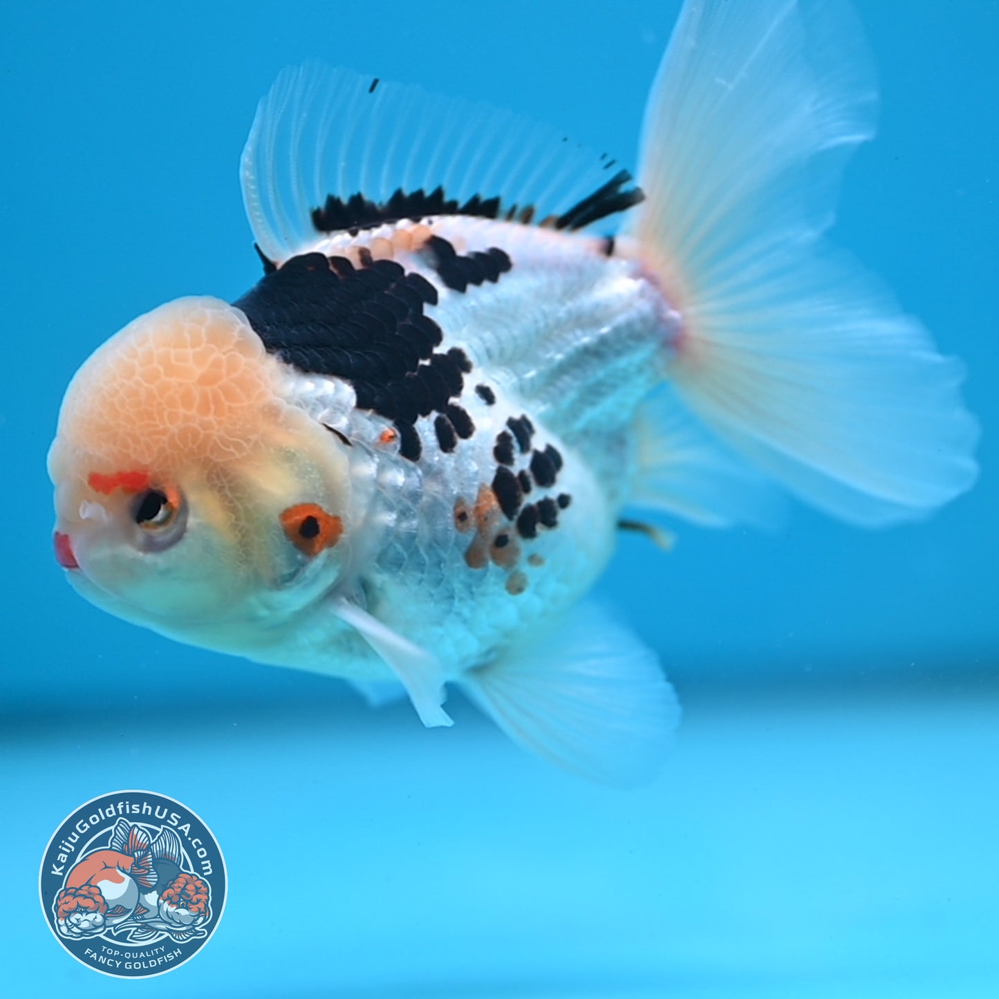 Tricolor Oranda 3.5 inch Body (250613_OR19)