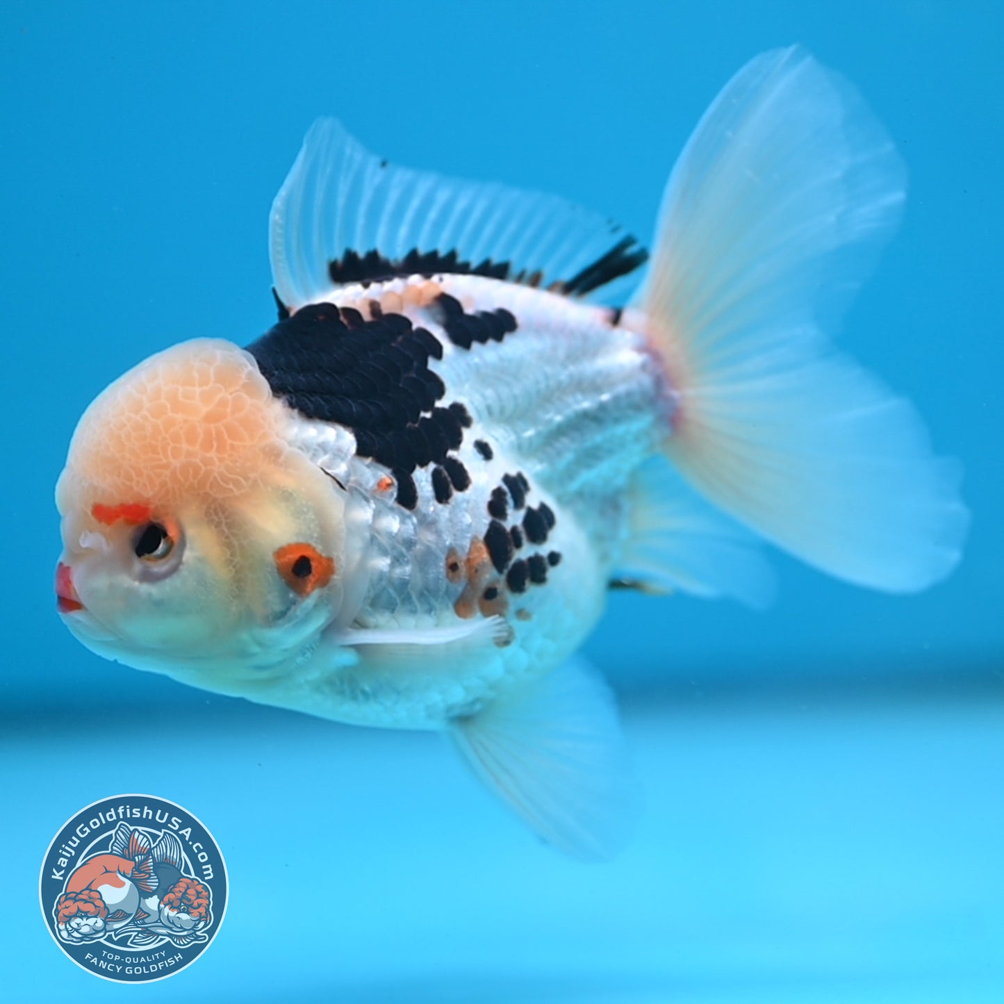 Tricolor Oranda 3.5 inch Body (250613_OR19)