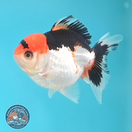 Tricolor Oranda 3 inches Body (250509_OR19)