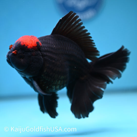 Black Tancho Rose Tail Oranda 6 inches(240426_OR1) - Kaiju Goldfish USA