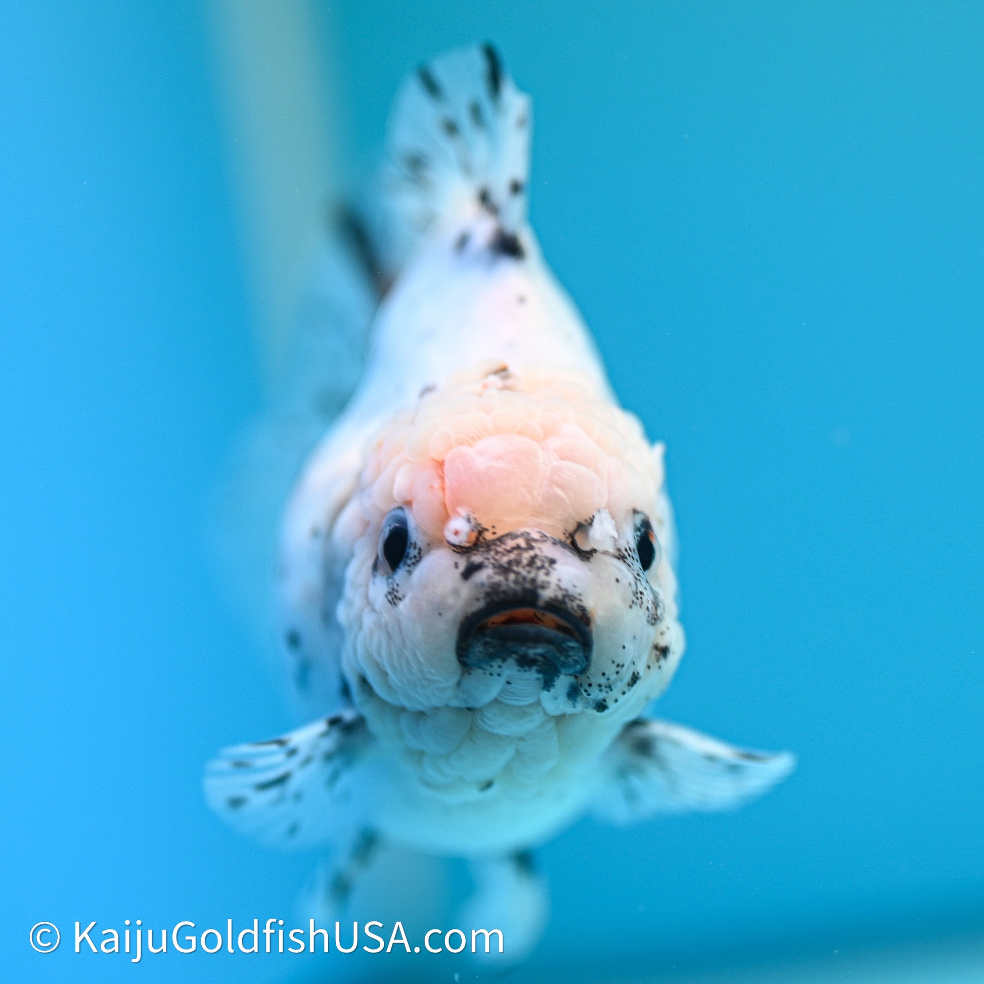 Shogun Godzilla Calico Oranda 3.5in Body (240614_OR20) - Kaiju Goldfish USA