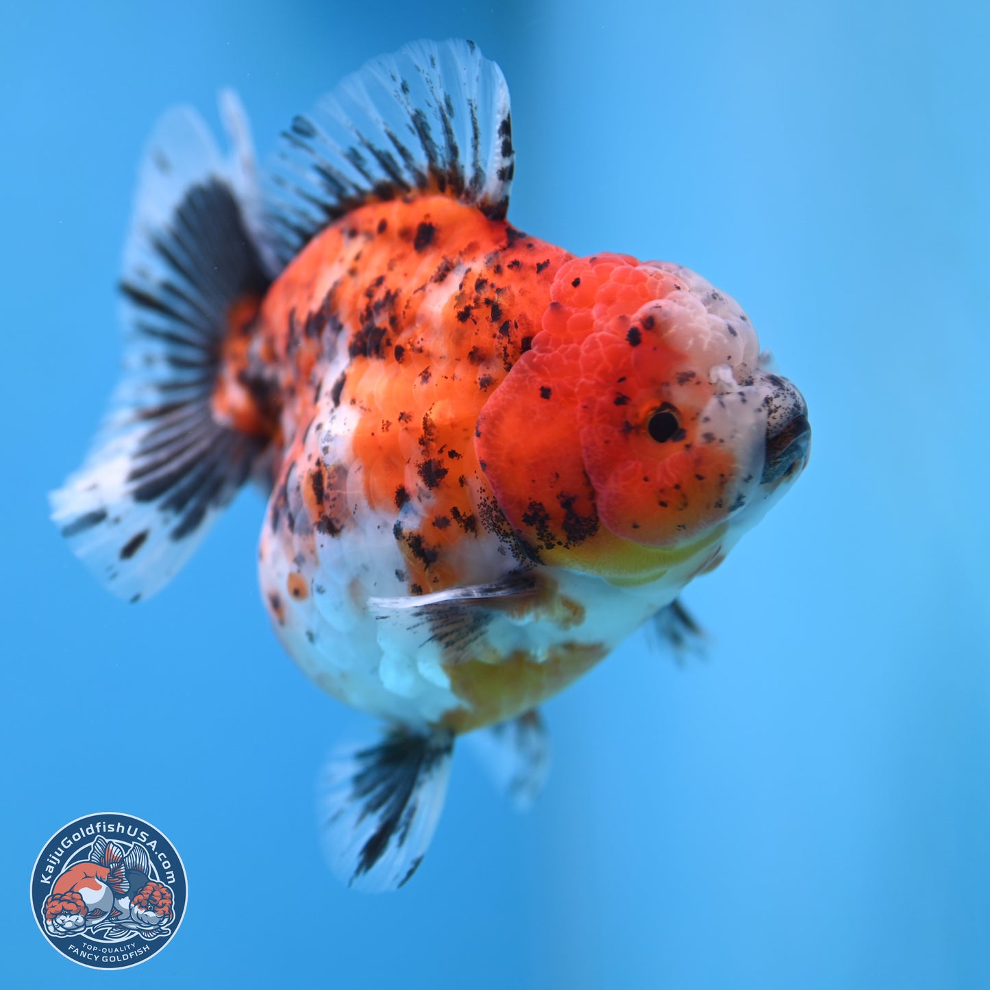 Shogun Calico Oranda 4 inches Body - Female (250207_OR20)