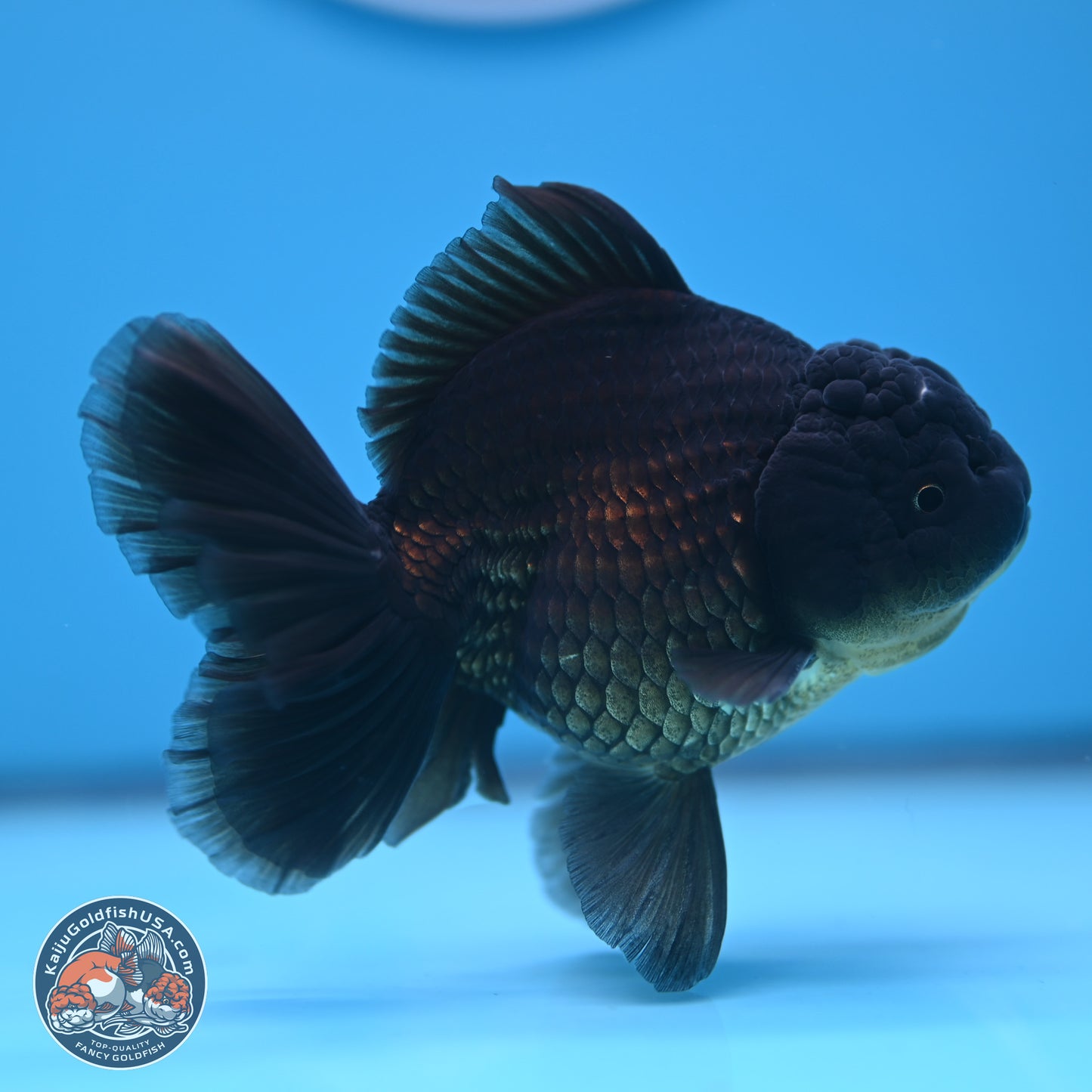 Jet Black Oranda 4.5 inches - Female (241122_OR20) - Kaiju Goldfish USA