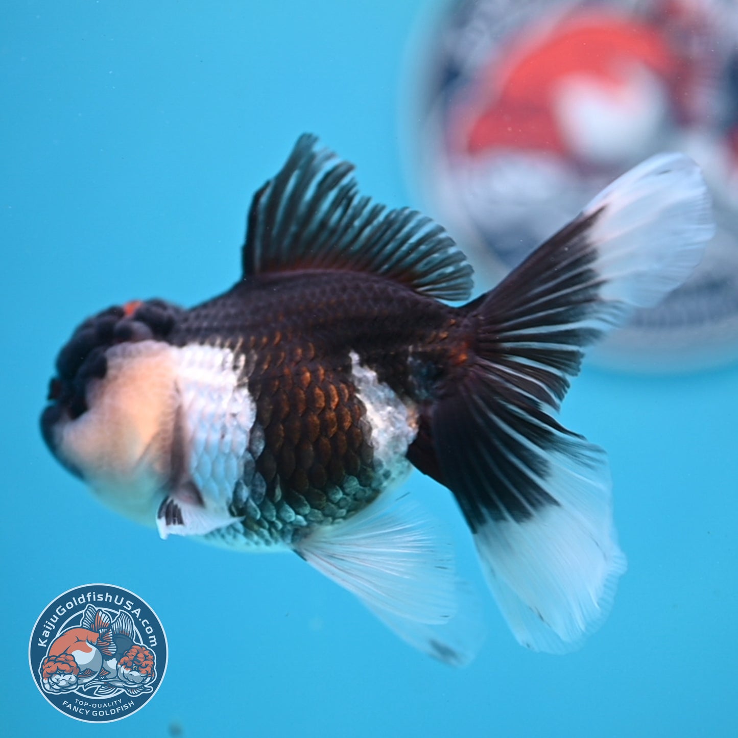 Panda Oranda 3.5 inches Body (250530_OR20)