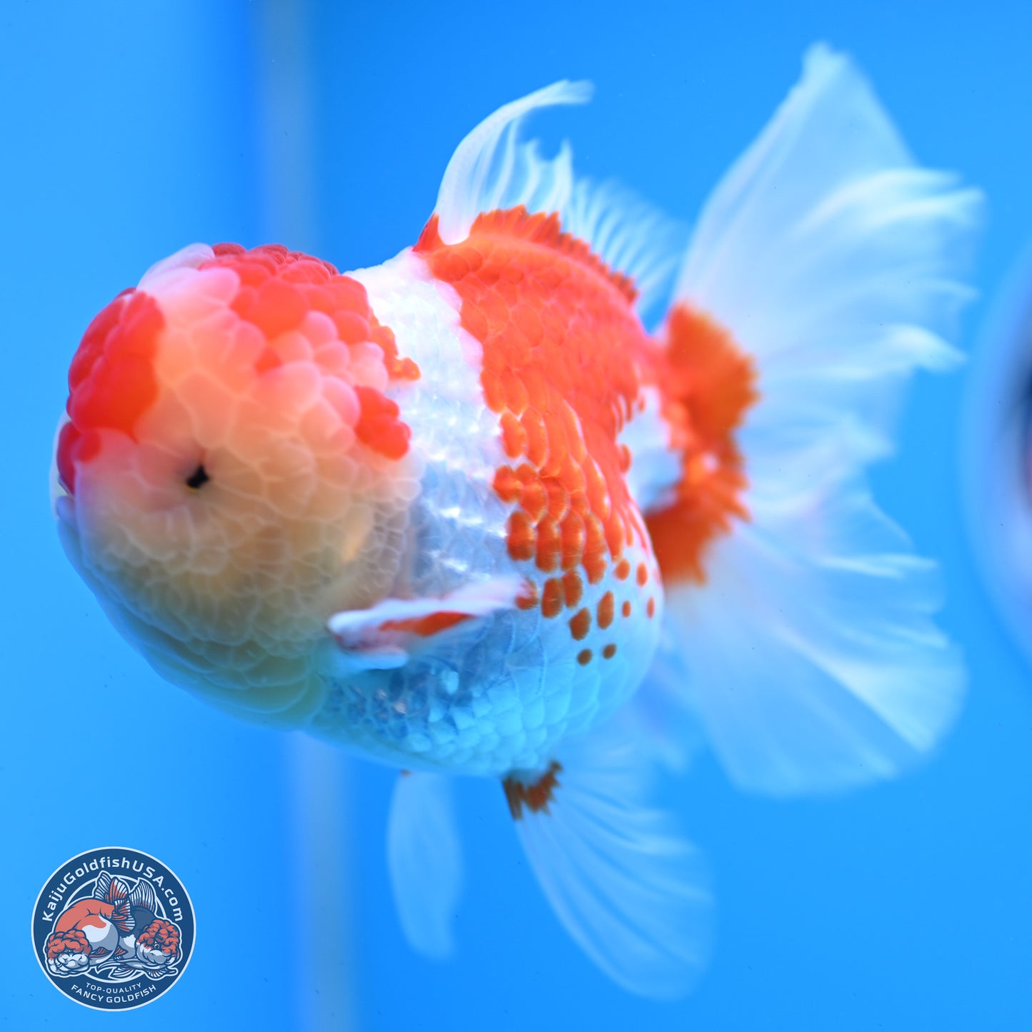 Red White Rose Tail Oranda 4 inches Body - Female (250214_OR20)