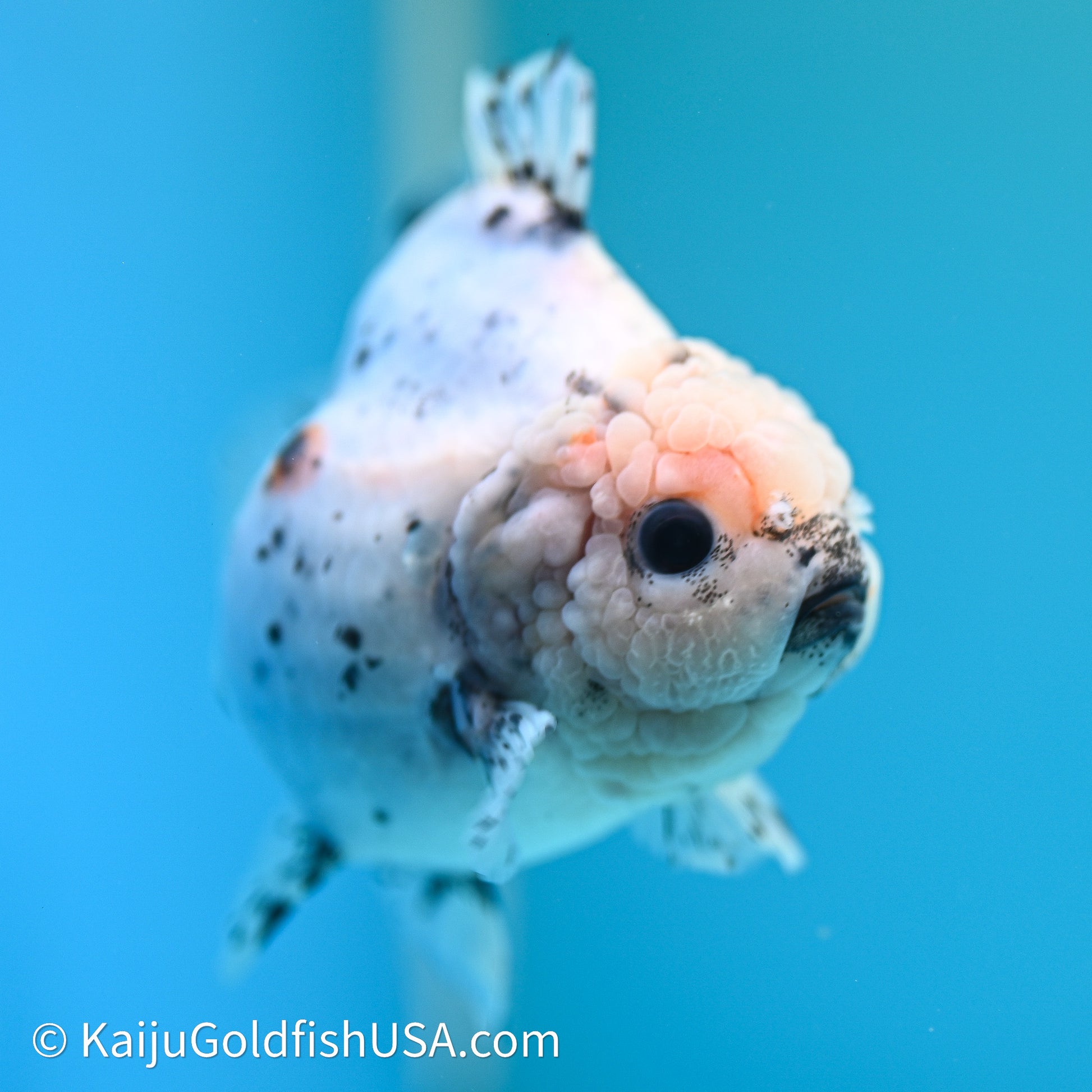 Shogun Godzilla Calico Oranda 3.5in Body (240614_OR20) - Kaiju Goldfish USA