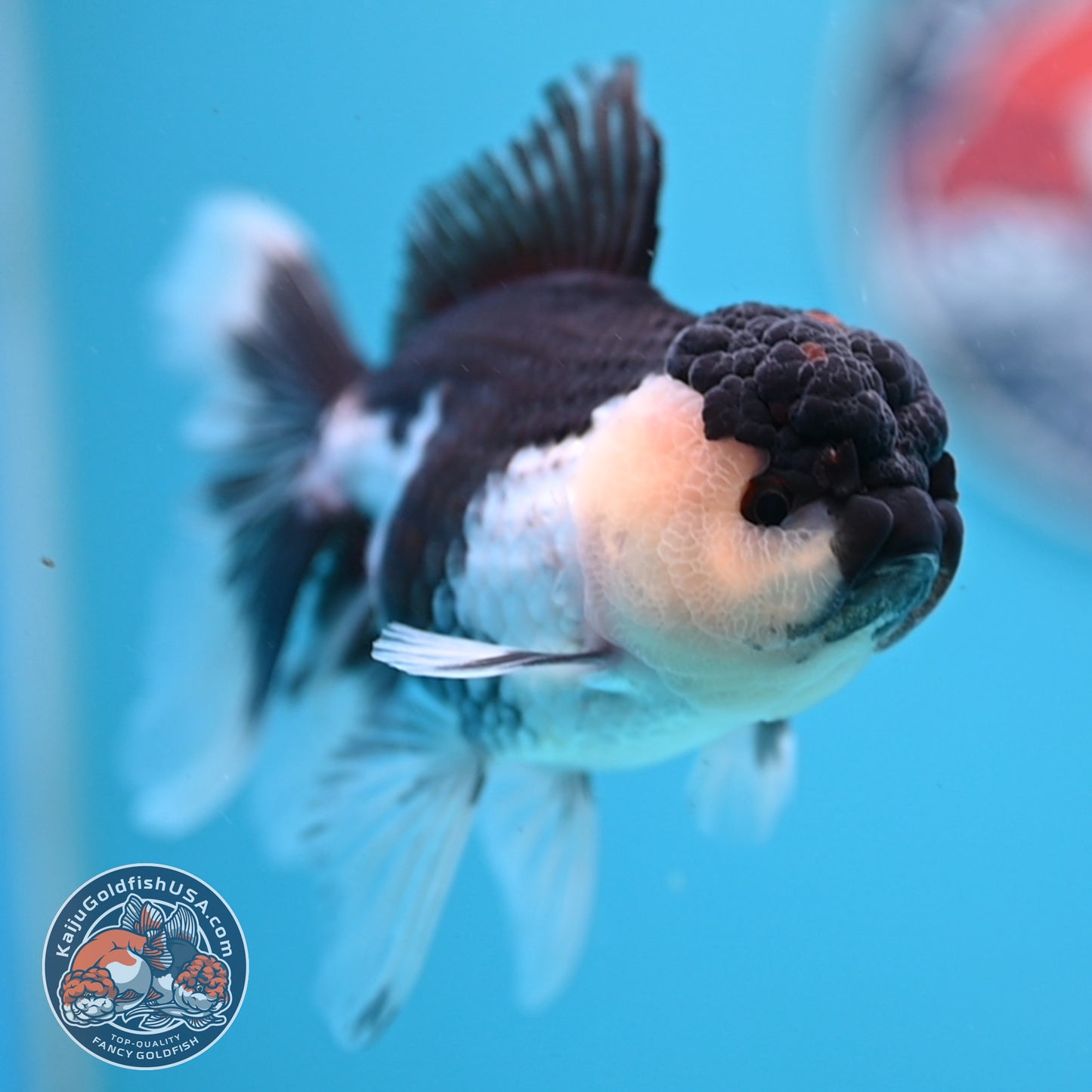 Panda Oranda 3.5 inches Body (250530_OR20)