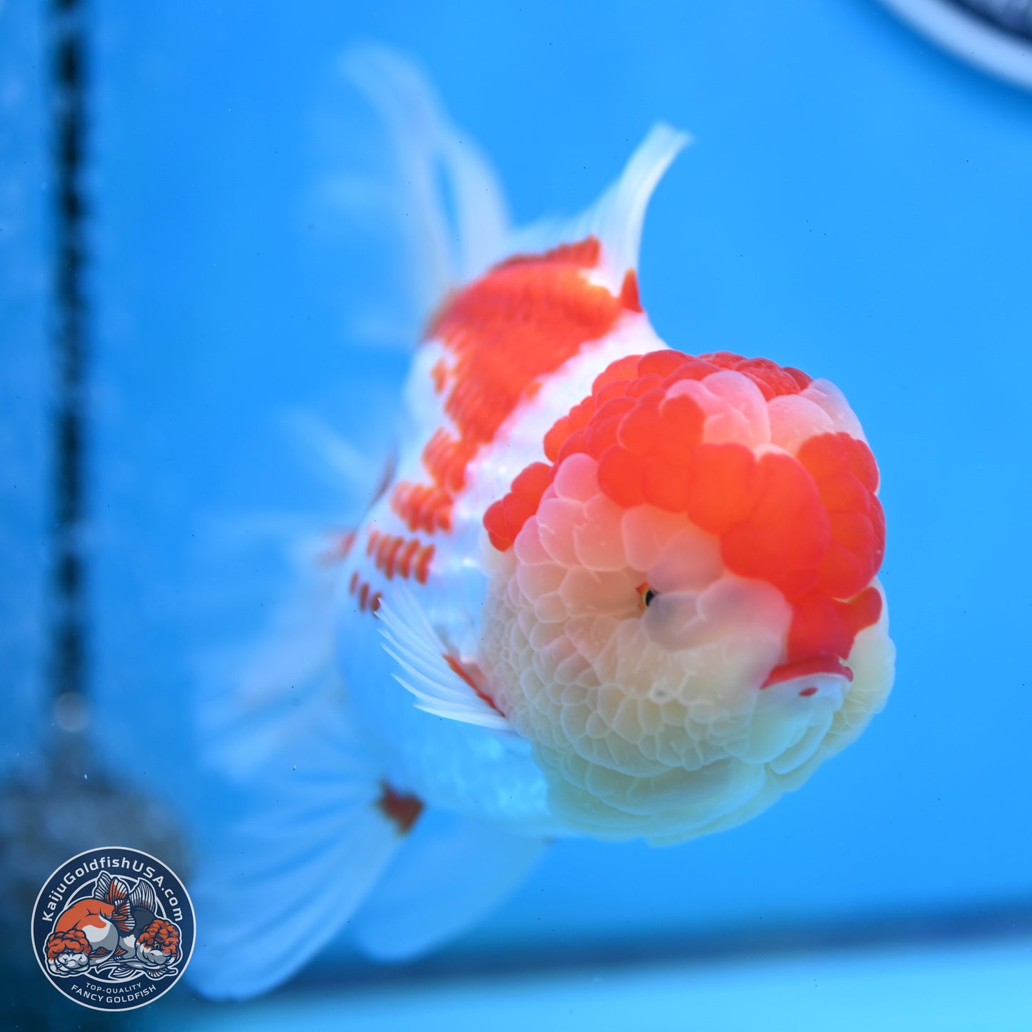 Red White Rose Tail Oranda 4 inches Body - Female (250214_OR20)