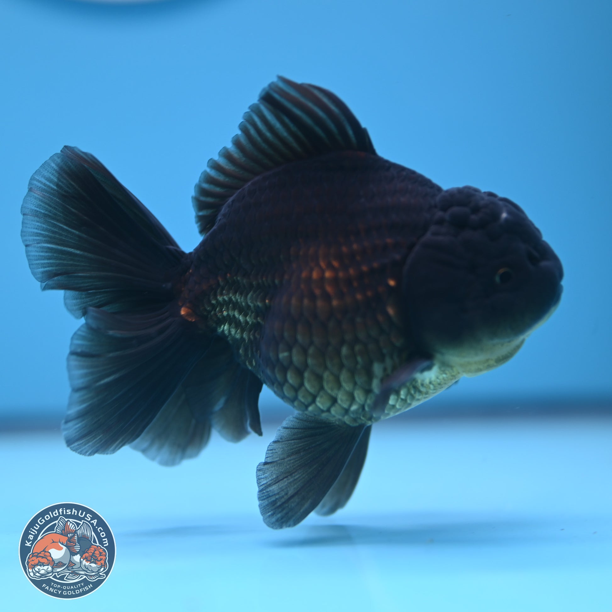 Jet Black Oranda 4.5 inches - Female (241122_OR20) - Kaiju Goldfish USA