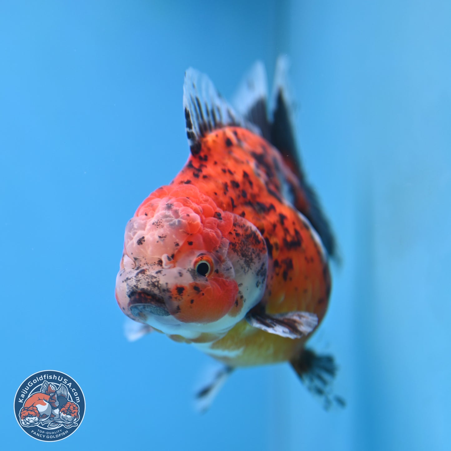 Shogun Calico Oranda 4 inches Body - Female (250207_OR20)