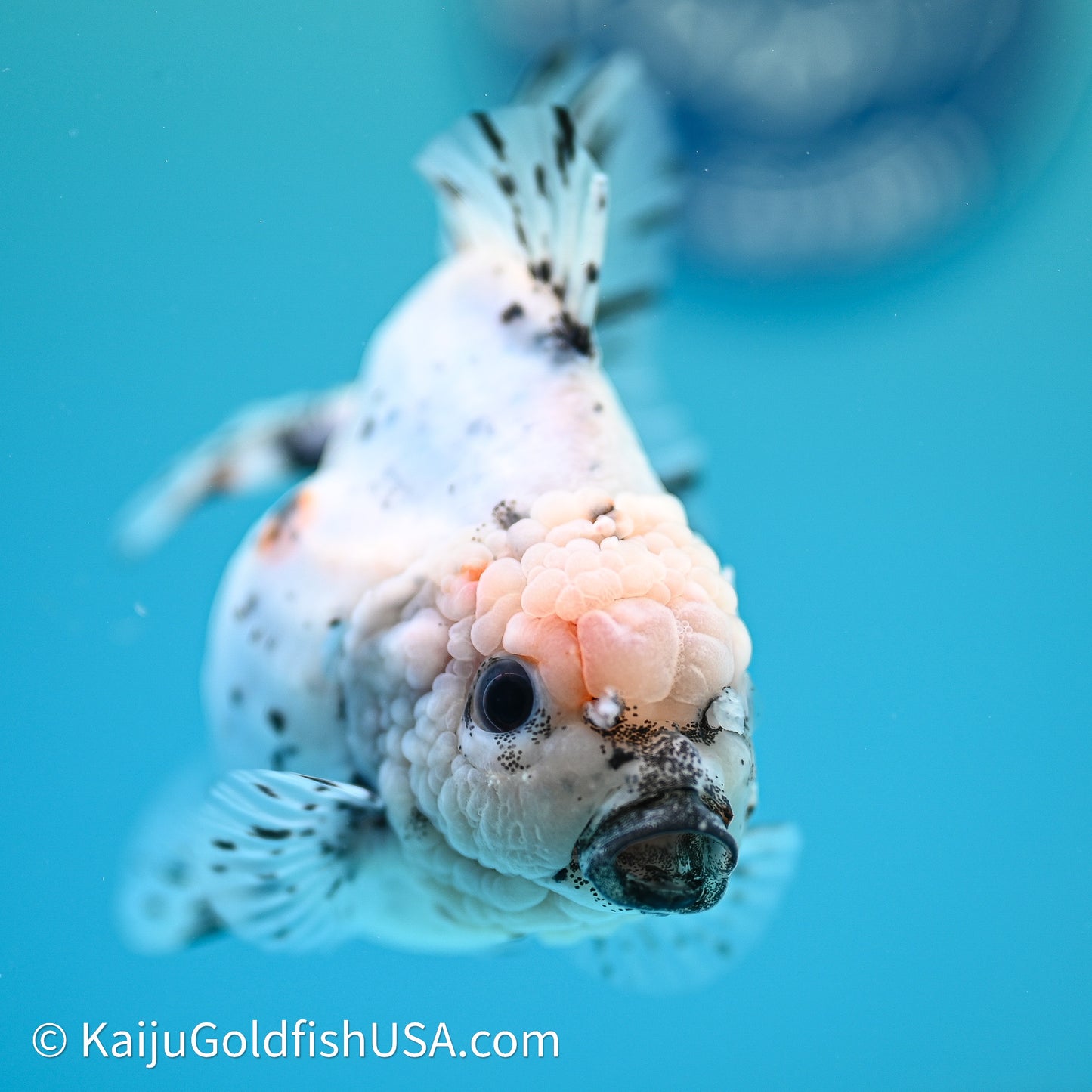 Shogun Godzilla Calico Oranda 3.5in Body (240614_OR20) - Kaiju Goldfish USA